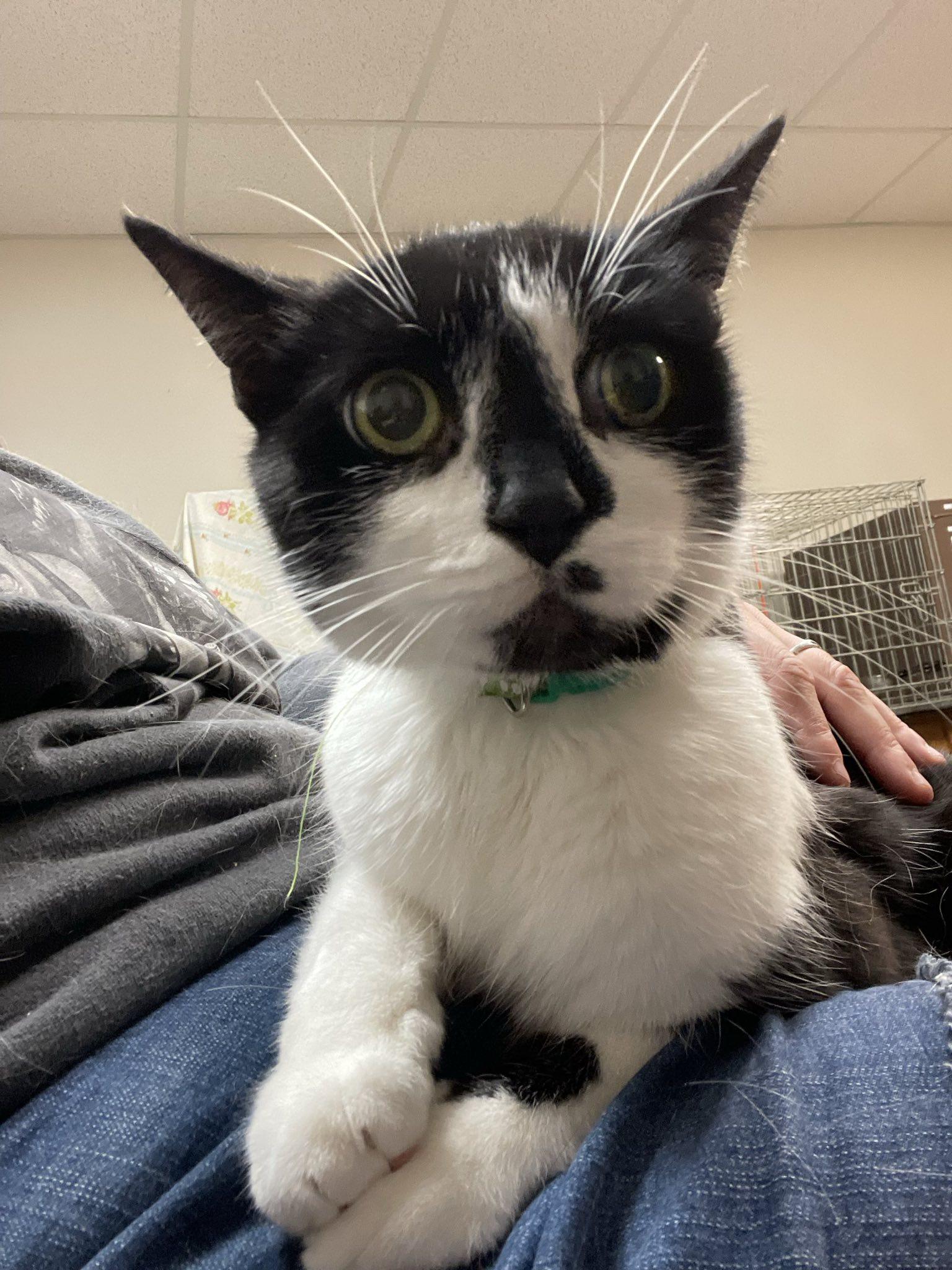 Chocolate Chip, a Adoptable Domestic Short Hair in Penfield, NY image 2/2