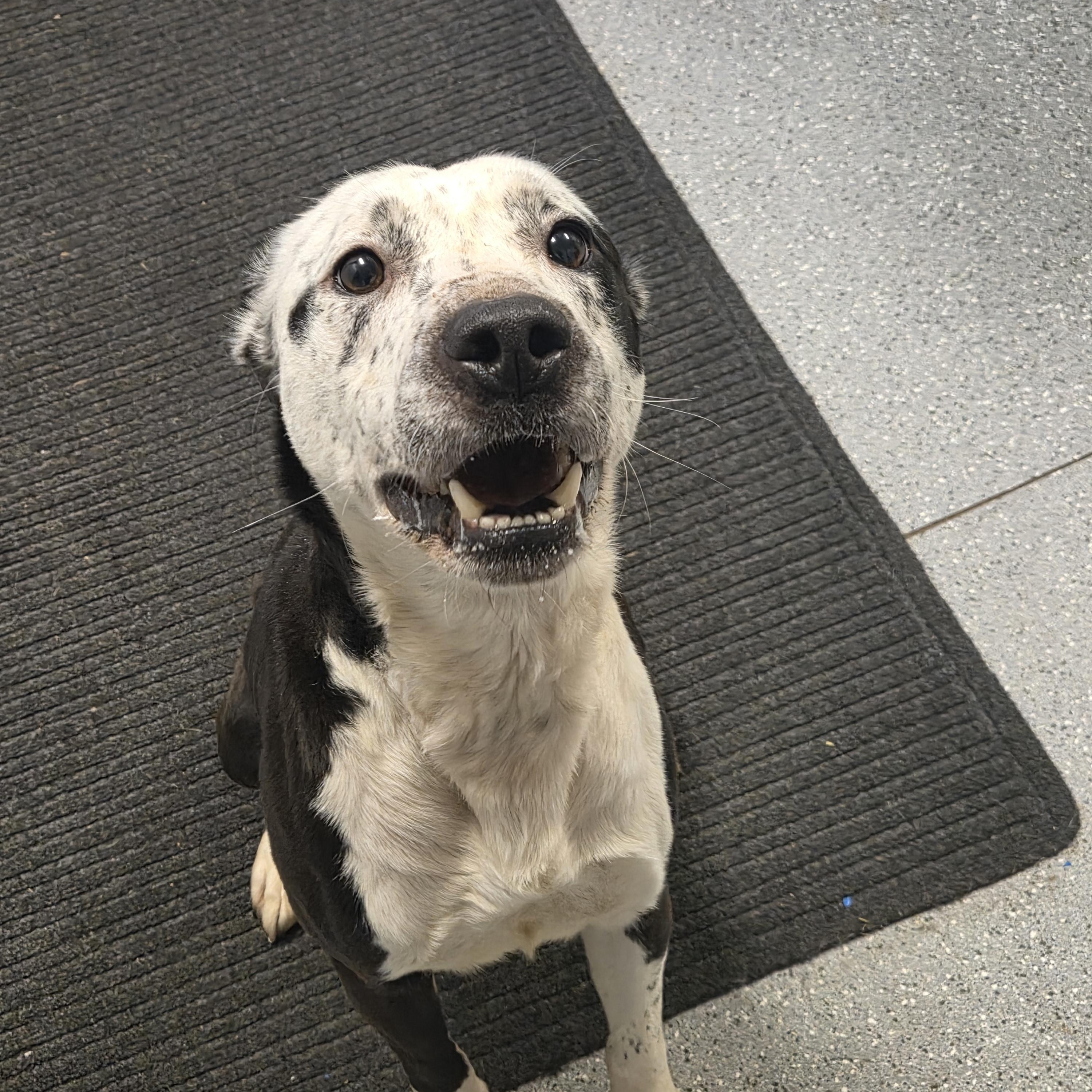 Enlarge Duke, a ADOPTABLE mixed breed in Watertown, NY image 2/2