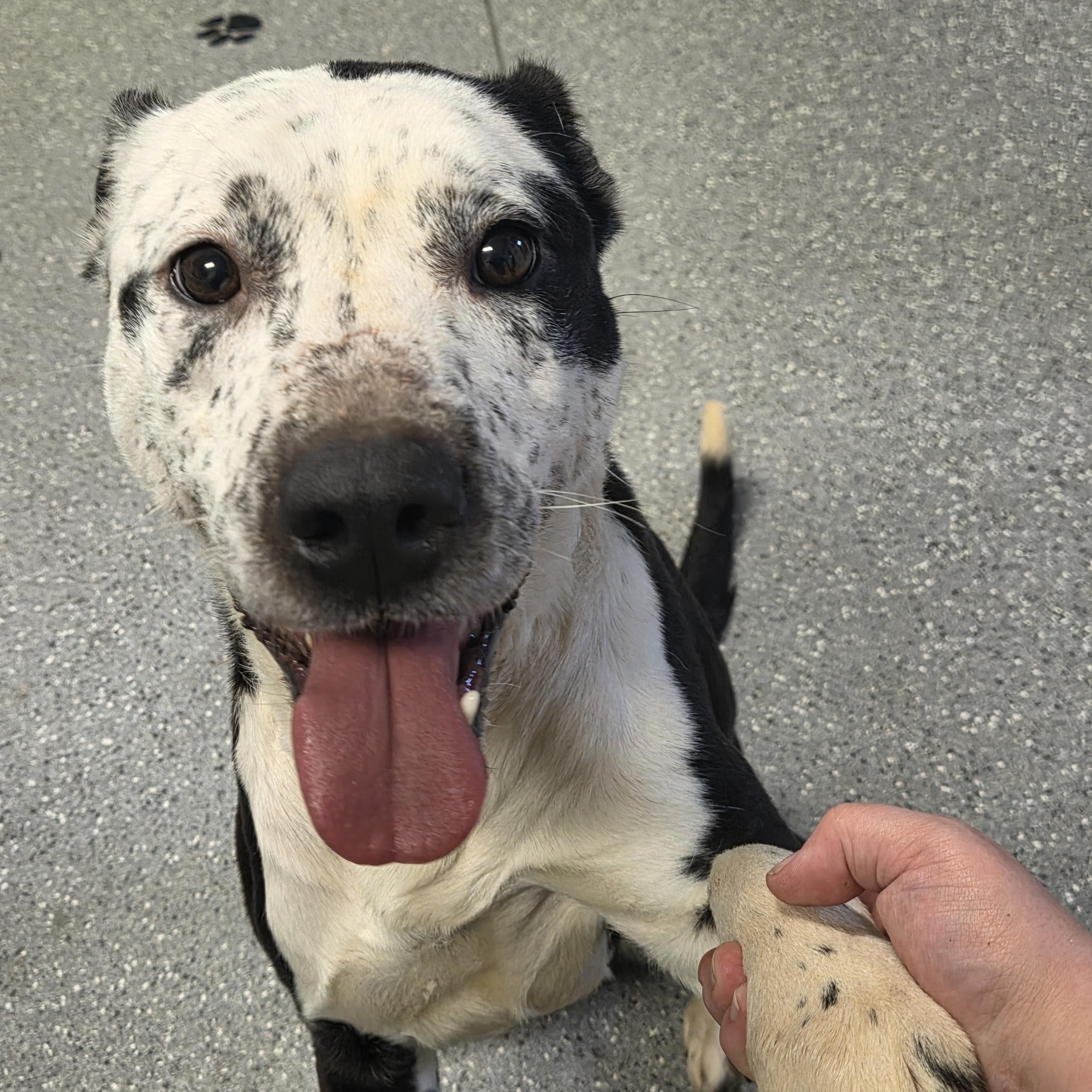 Duke, ADOPTABLE, Adult Male Pit Bull Terrier & Australian Cattle Dog / Blue Heeler.