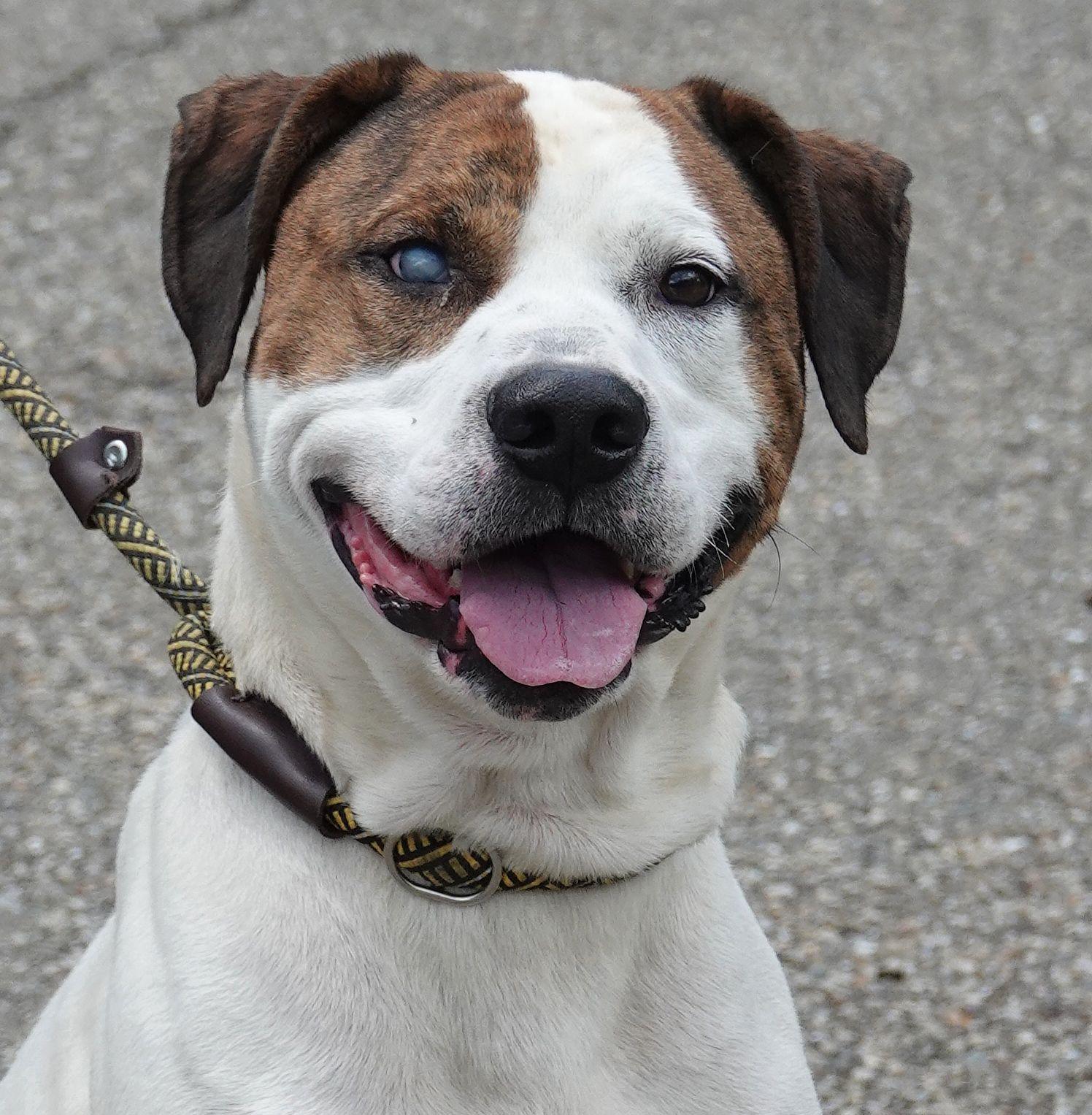 Enlarge Petey, a ADOPTABLE mixed breed in Millfield, OH image 1/4