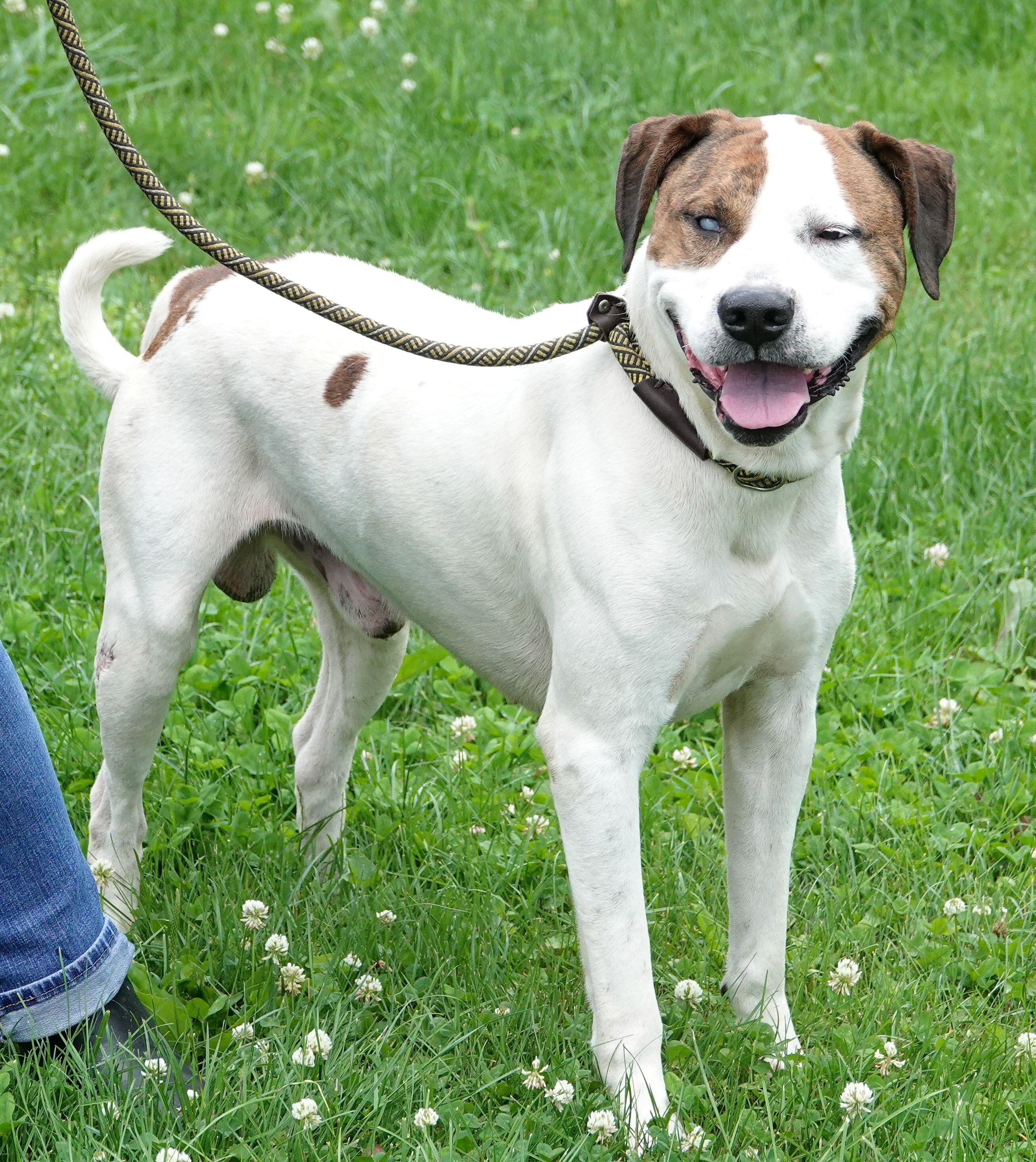 Enlarge Petey, a ADOPTABLE mixed breed in Millfield, OH image 3/4