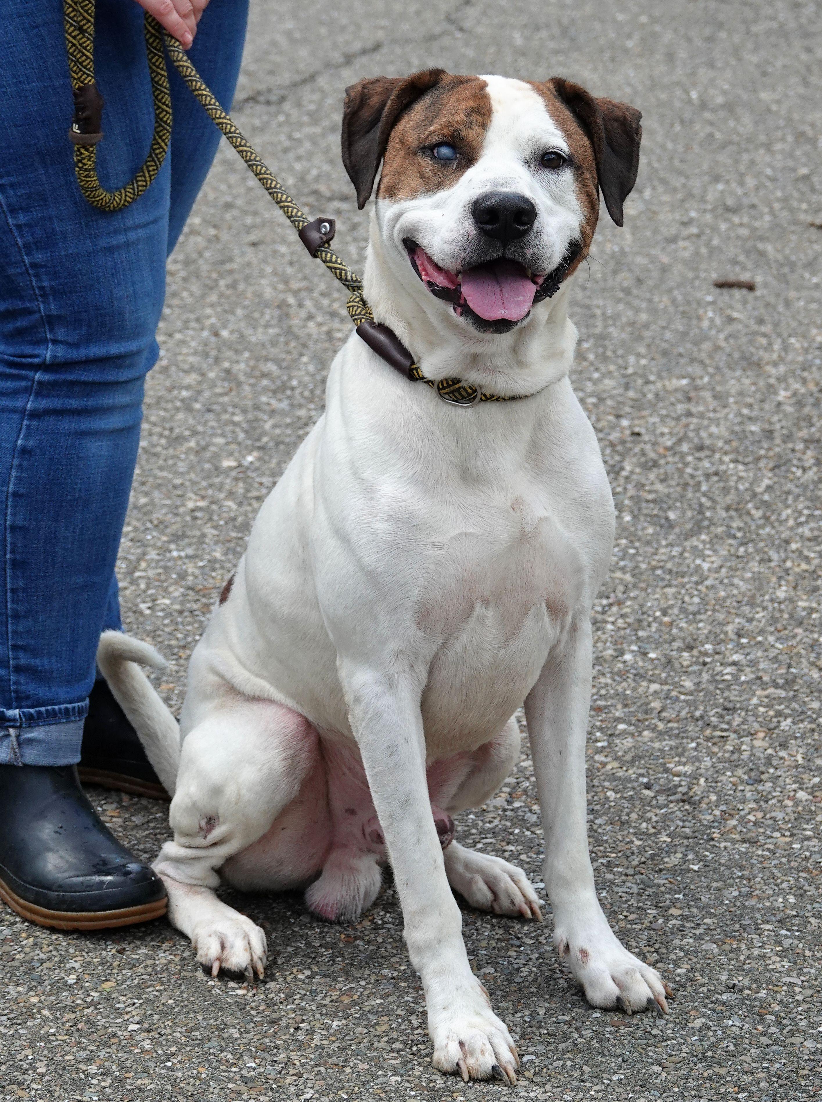 Enlarge Petey, a ADOPTABLE mixed breed in Millfield, OH image 4/4