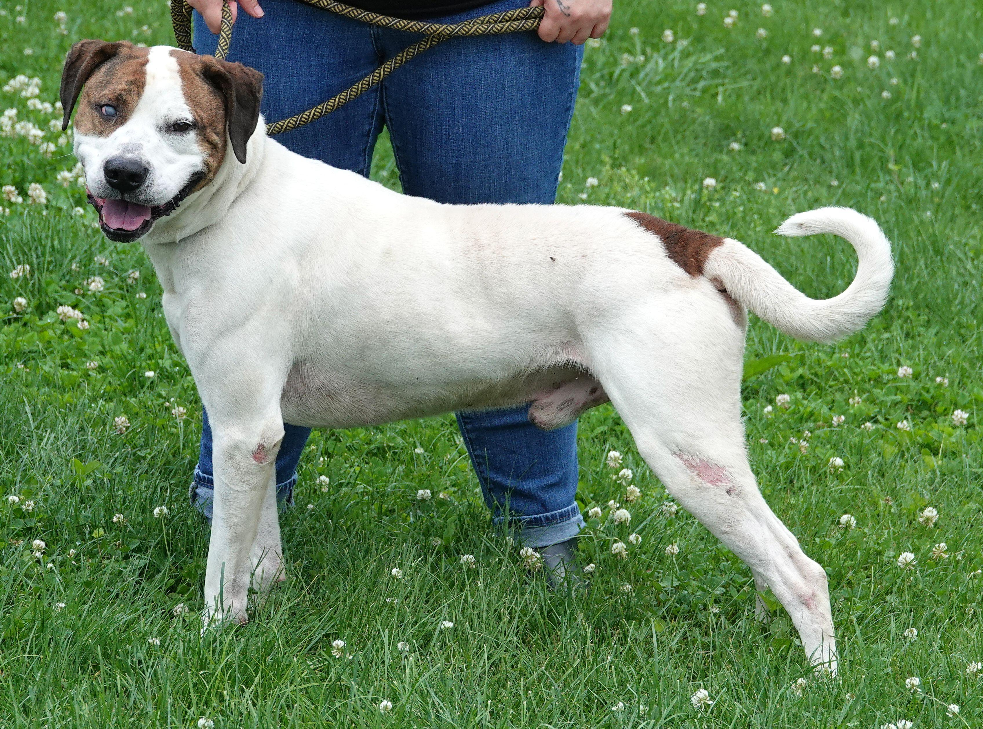 Enlarge Petey, a ADOPTABLE mixed breed in Millfield, OH image 2/4