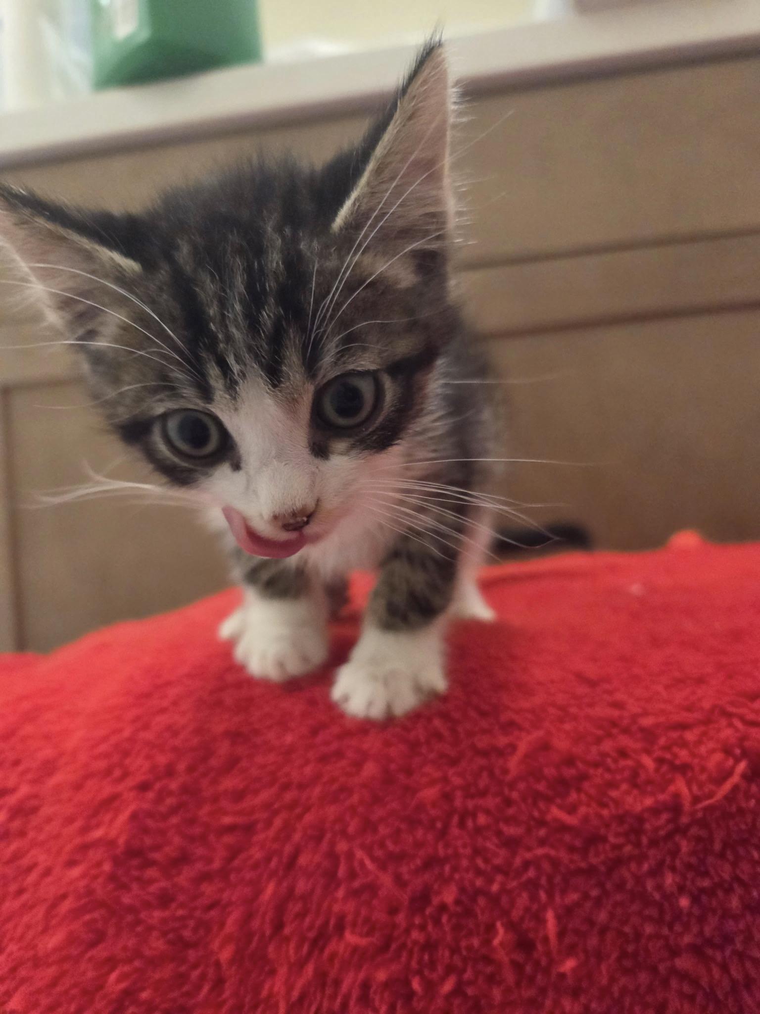 Tacoma (Taco), Adopted, Kitten Male Domestic Short Hair.