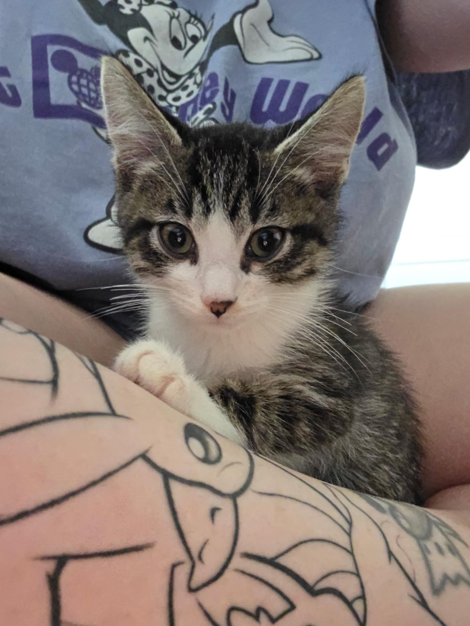 Enlarge Tacoma (Taco), a Adopted Domestic Short Hair in oxnard, CA image 2/3