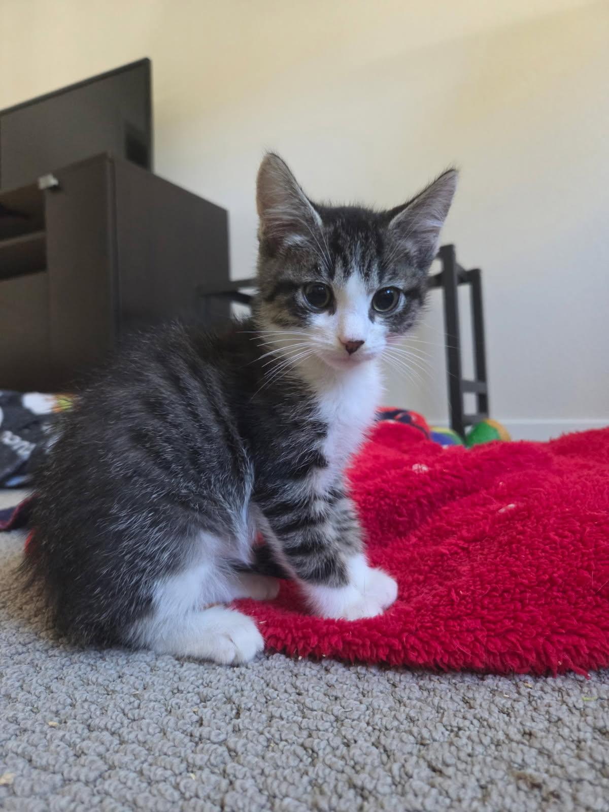 Enlarge Tacoma (Taco), a Adopted Domestic Short Hair in oxnard, CA image 3/3