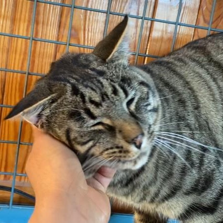 Enlarge Romeo, an adopted Domestic Short Hair in Paris, ON image 4/5