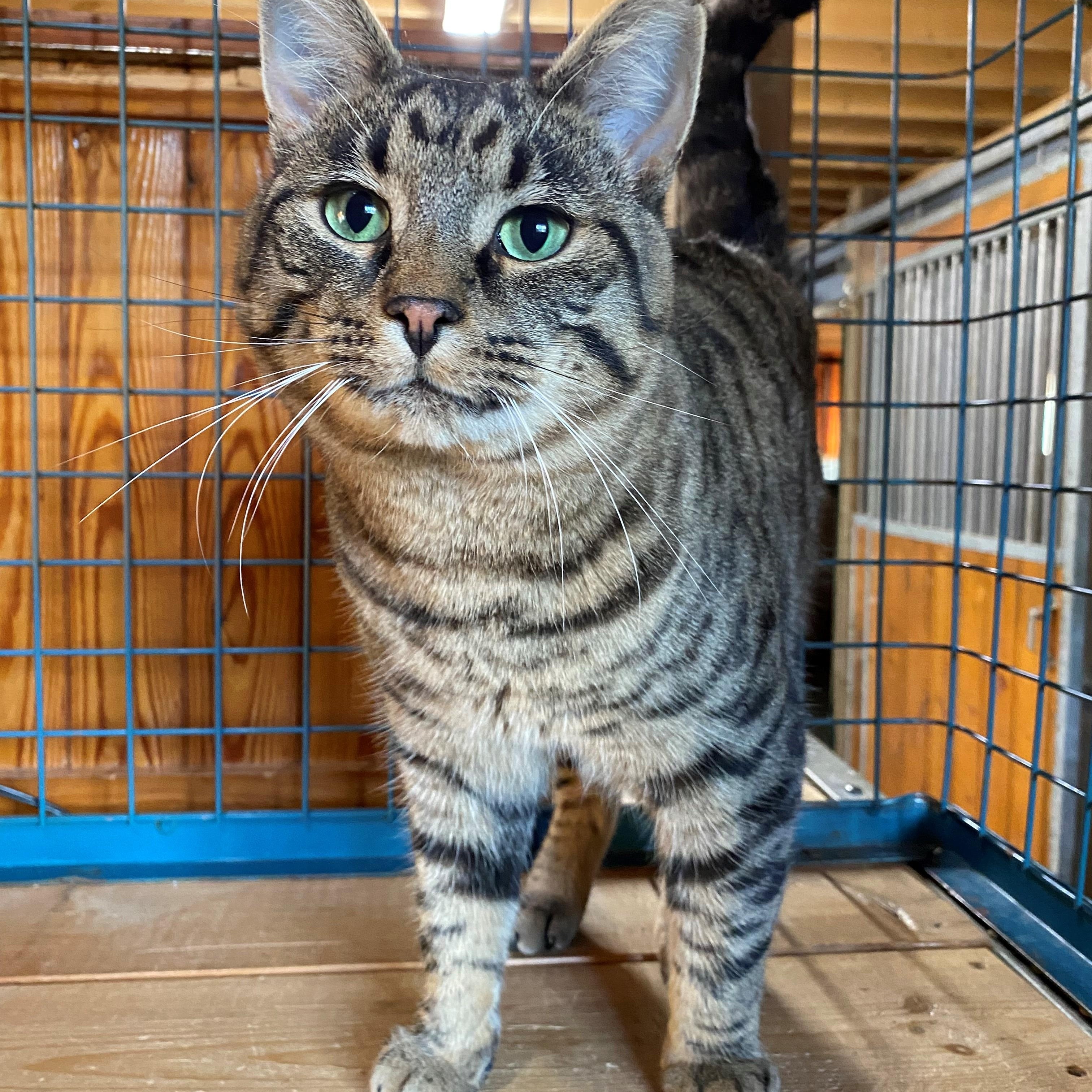 Enlarge Romeo, an adopted Domestic Short Hair in Paris, ON image 1/5