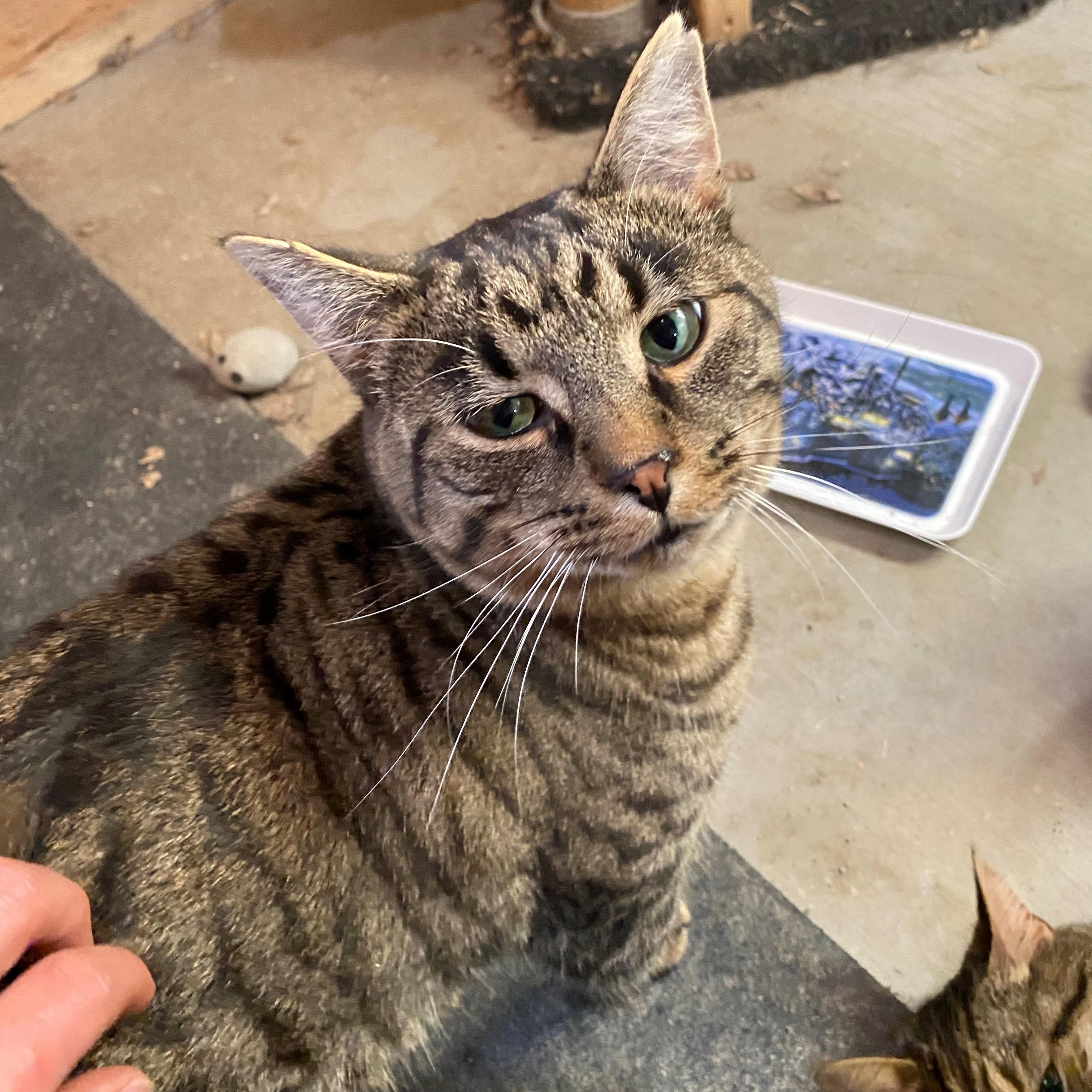 Enlarge Romeo, an adopted Domestic Short Hair in Paris, ON image 5/5