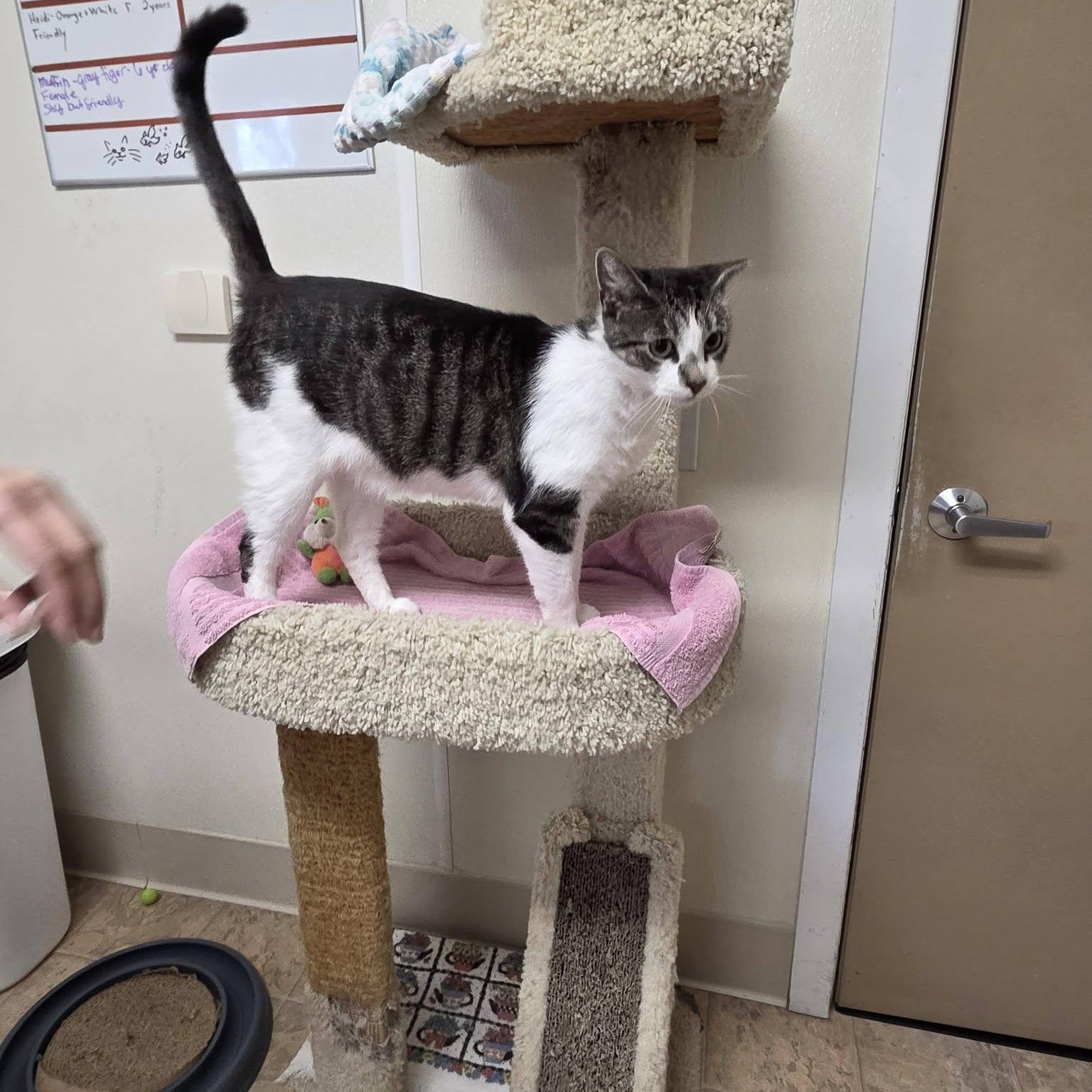 Penny, Adoptable, Young Female Domestic Short Hair.