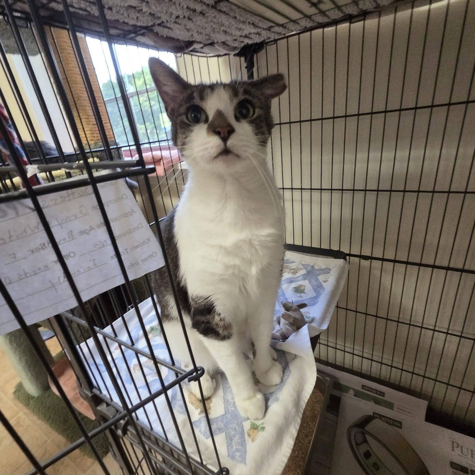 Enlarge Penny, a Adoptable Domestic Short Hair in Dillsburg, PA image 4/5