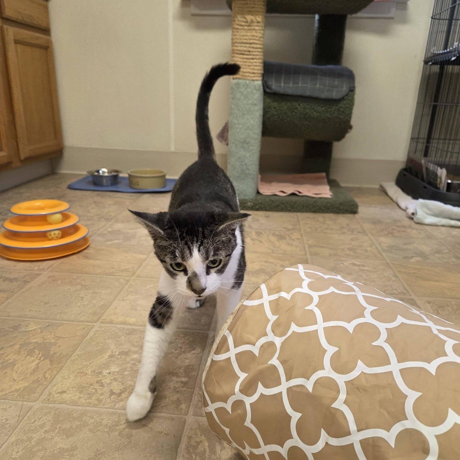 Enlarge Penny, a Adoptable Domestic Short Hair in Dillsburg, PA image 5/5