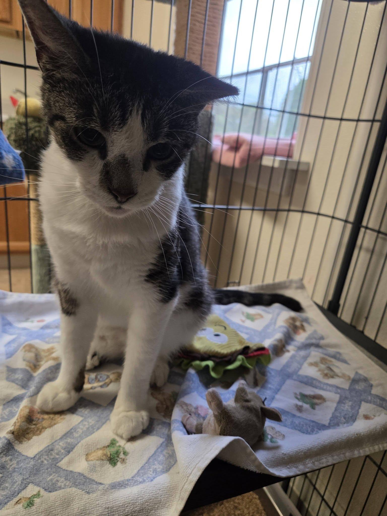 Enlarge Penny, a Adoptable Domestic Short Hair in Dillsburg, PA image 3/5