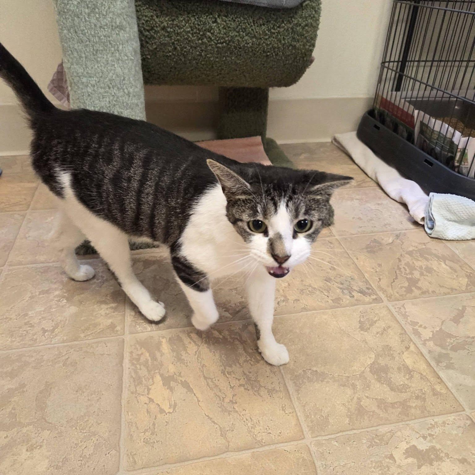 Enlarge Penny, a Adoptable Domestic Short Hair in Dillsburg, PA image 2/5