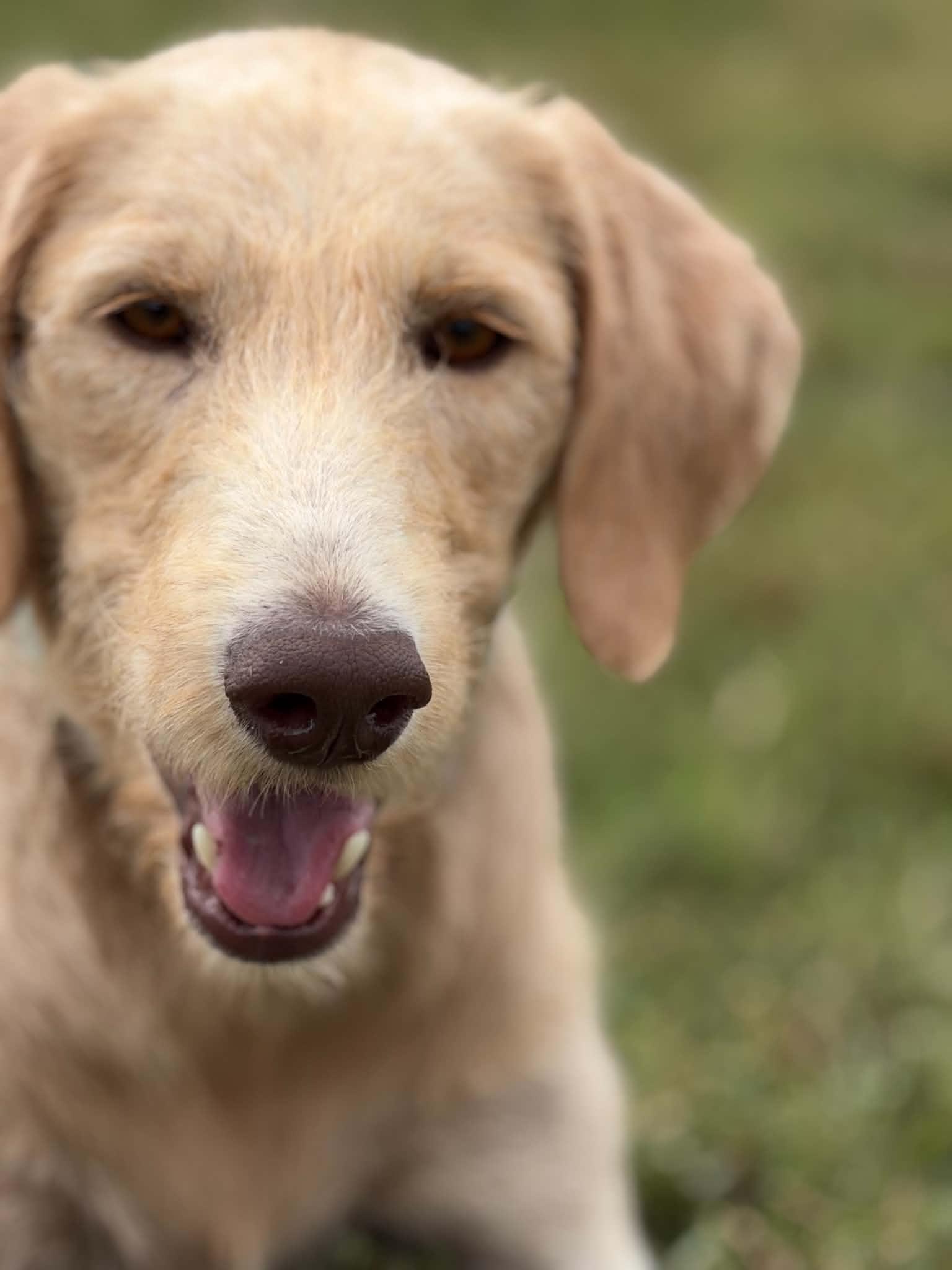 Ivy, Adoptable, Young Female Labrador Retriever & Standard Poodle.