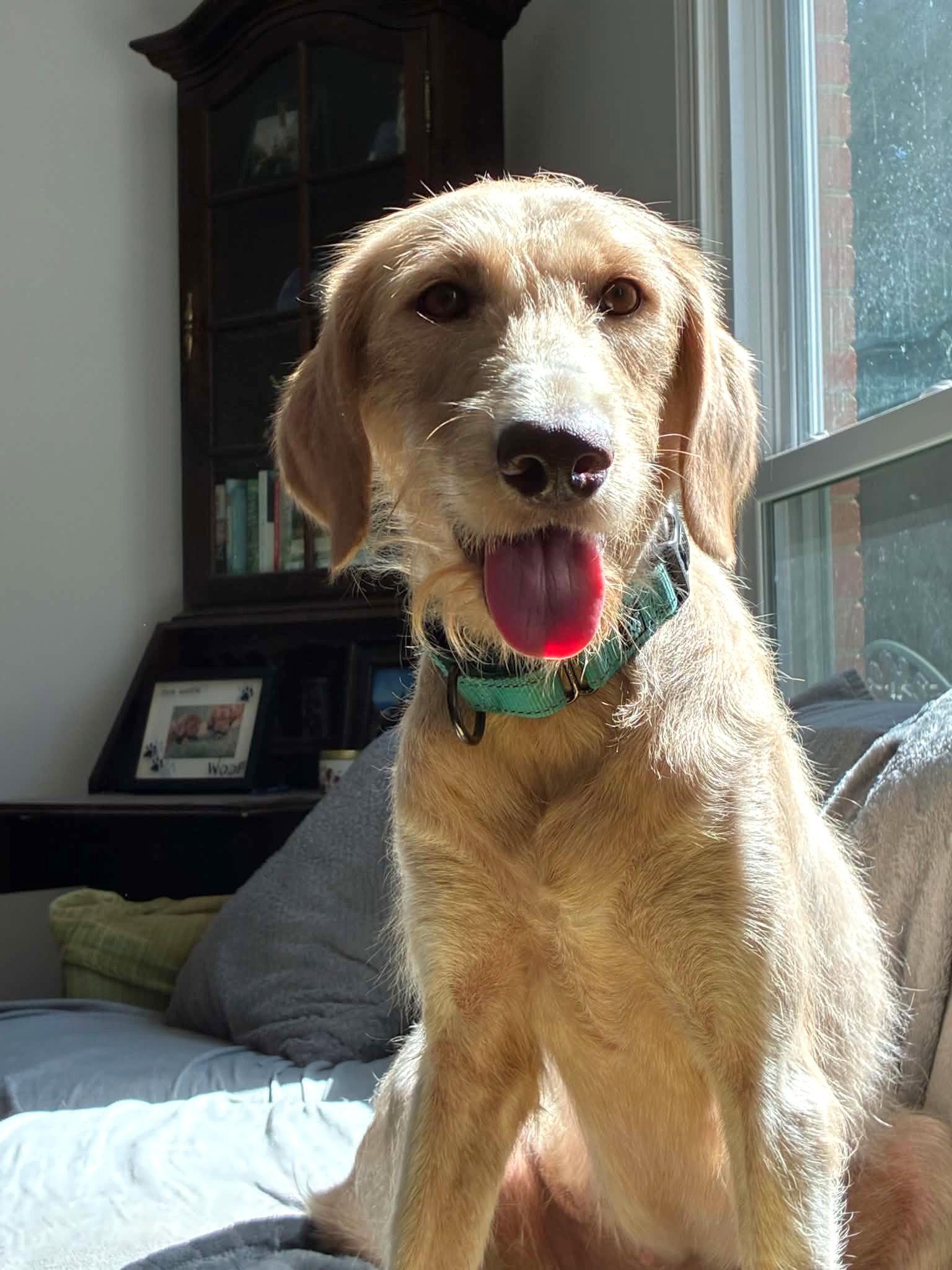 Enlarge Ivy, a Adoptable mixed breed in Arlington, VA image 2/3