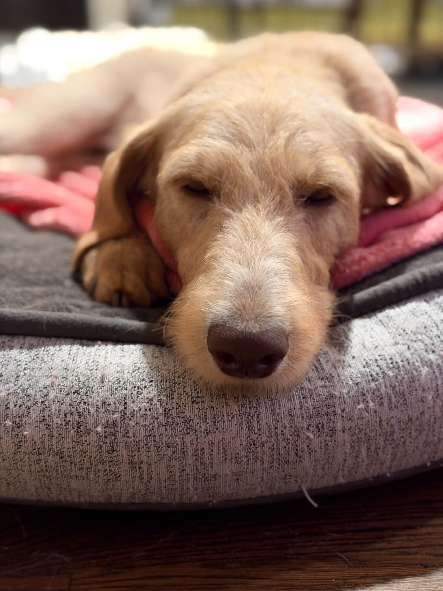 Enlarge Ivy, a Adoptable mixed breed in Arlington, VA image 3/3