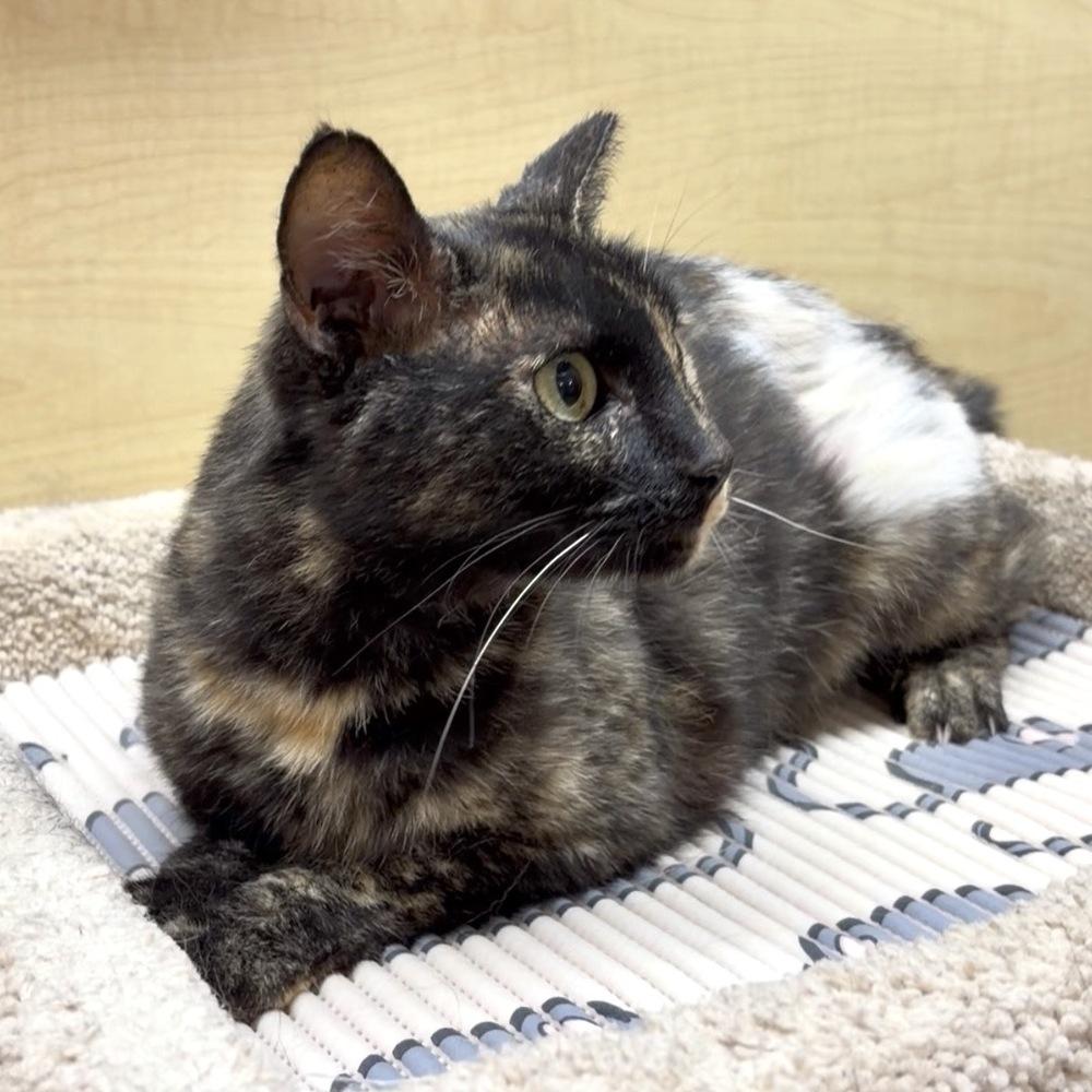 Silverback, Adoptable, Adult Female Domestic Short Hair.