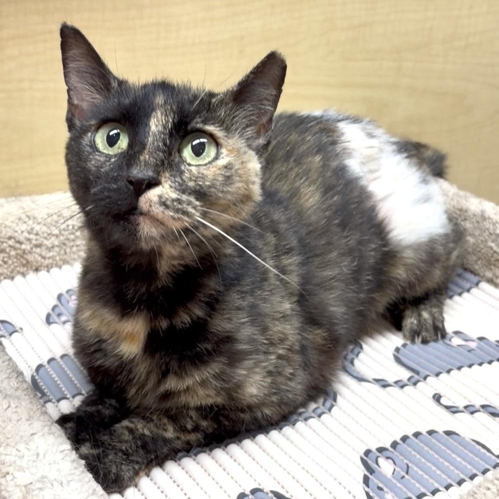 Enlarge Silverback, a Adoptable Domestic Short Hair in Panama City Beach, FL image 2/4