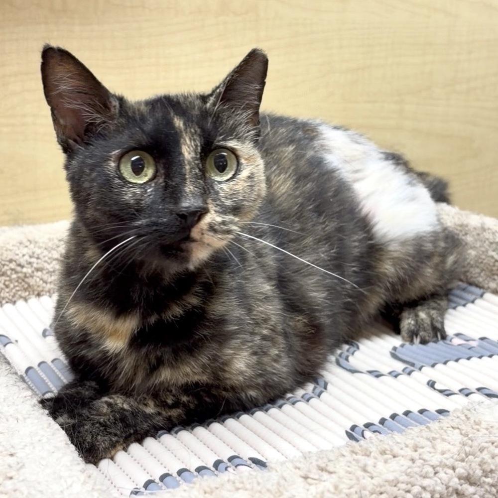 Enlarge Silverback, a Adoptable Domestic Short Hair in Panama City Beach, FL image 3/4