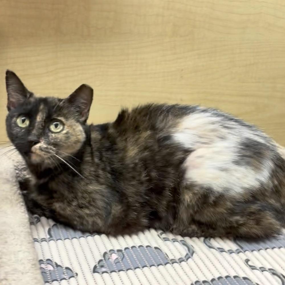 Enlarge Silverback, a Adoptable Domestic Short Hair in Panama City Beach, FL image 4/4