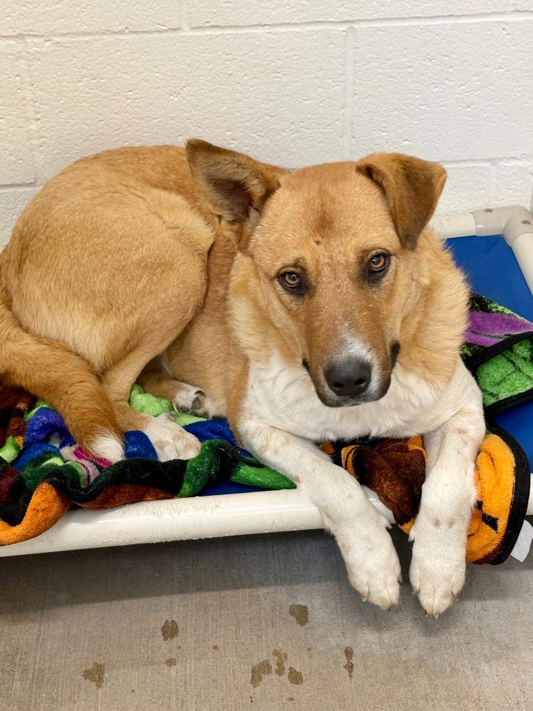 Enlarge Kindle, a Adoptable mixed breed in Gillette, WY image 1/1