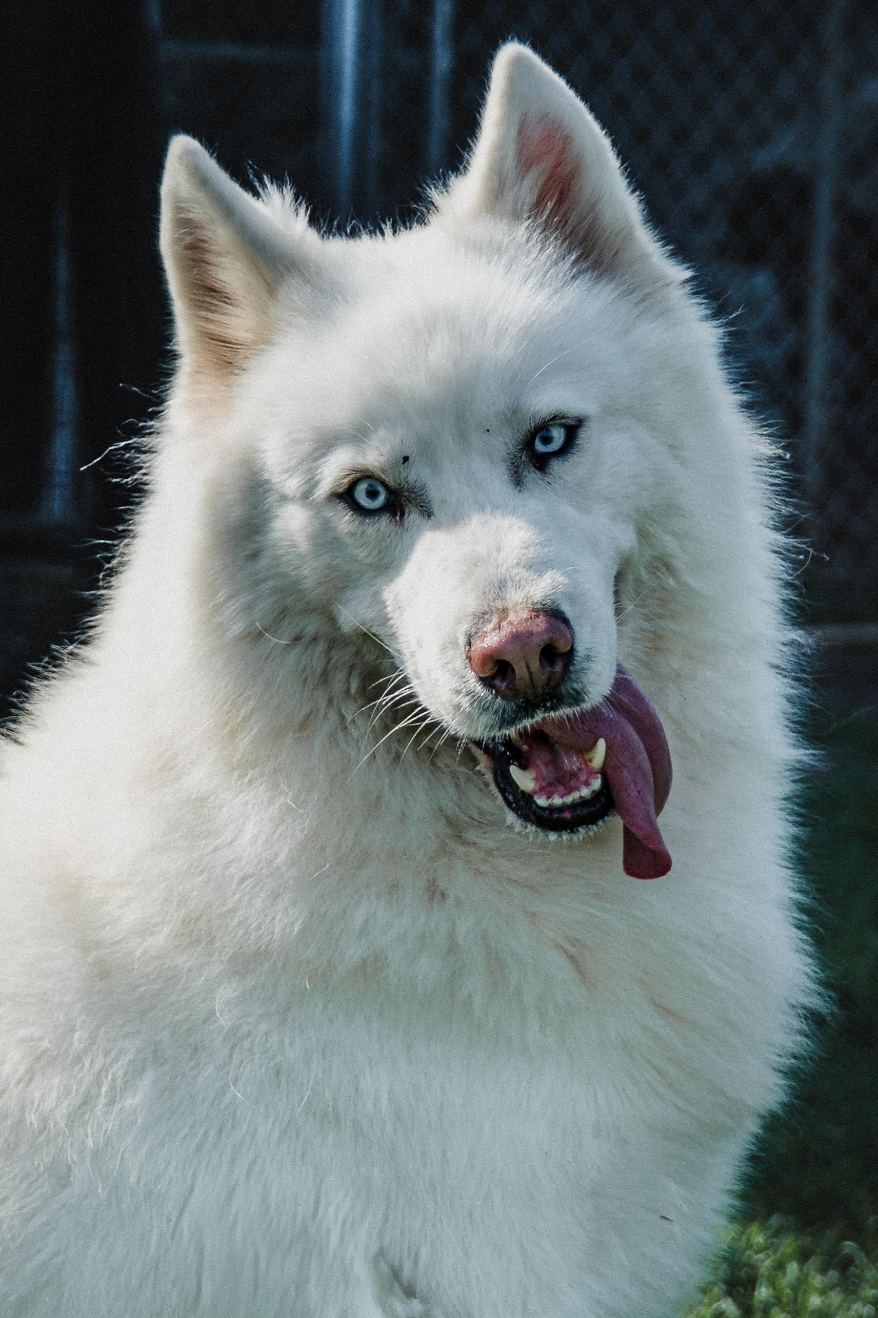Ryder, Adopted, Young Male Husky.