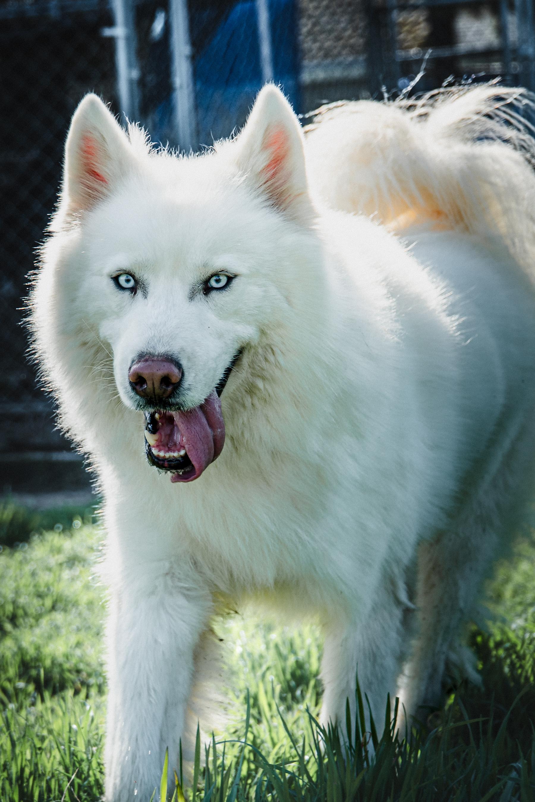 Enlarge Ryder, a Adopted Husky in Monterey, CA image 4/6