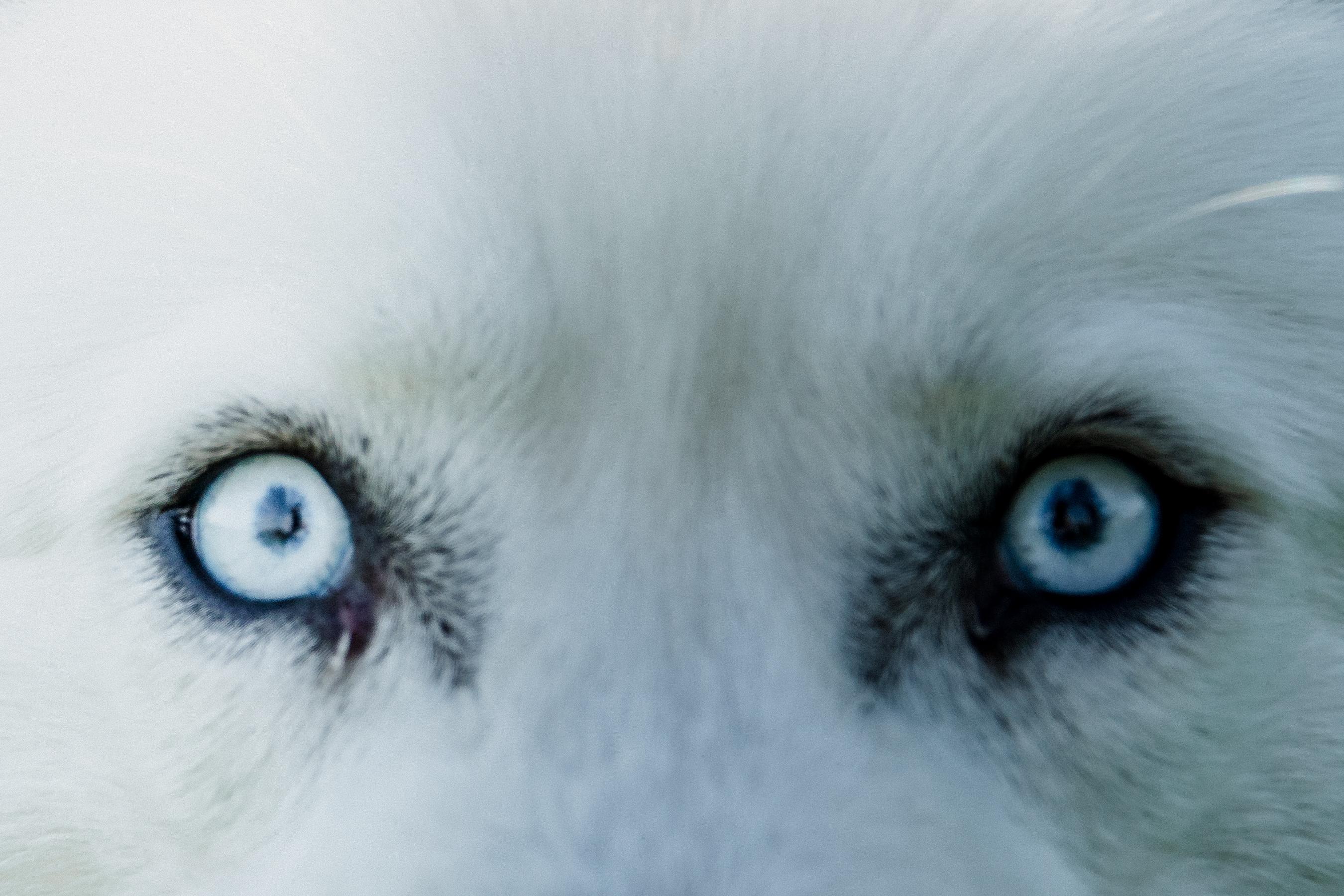 Enlarge Ryder, a Adopted Husky in Monterey, CA image 6/6