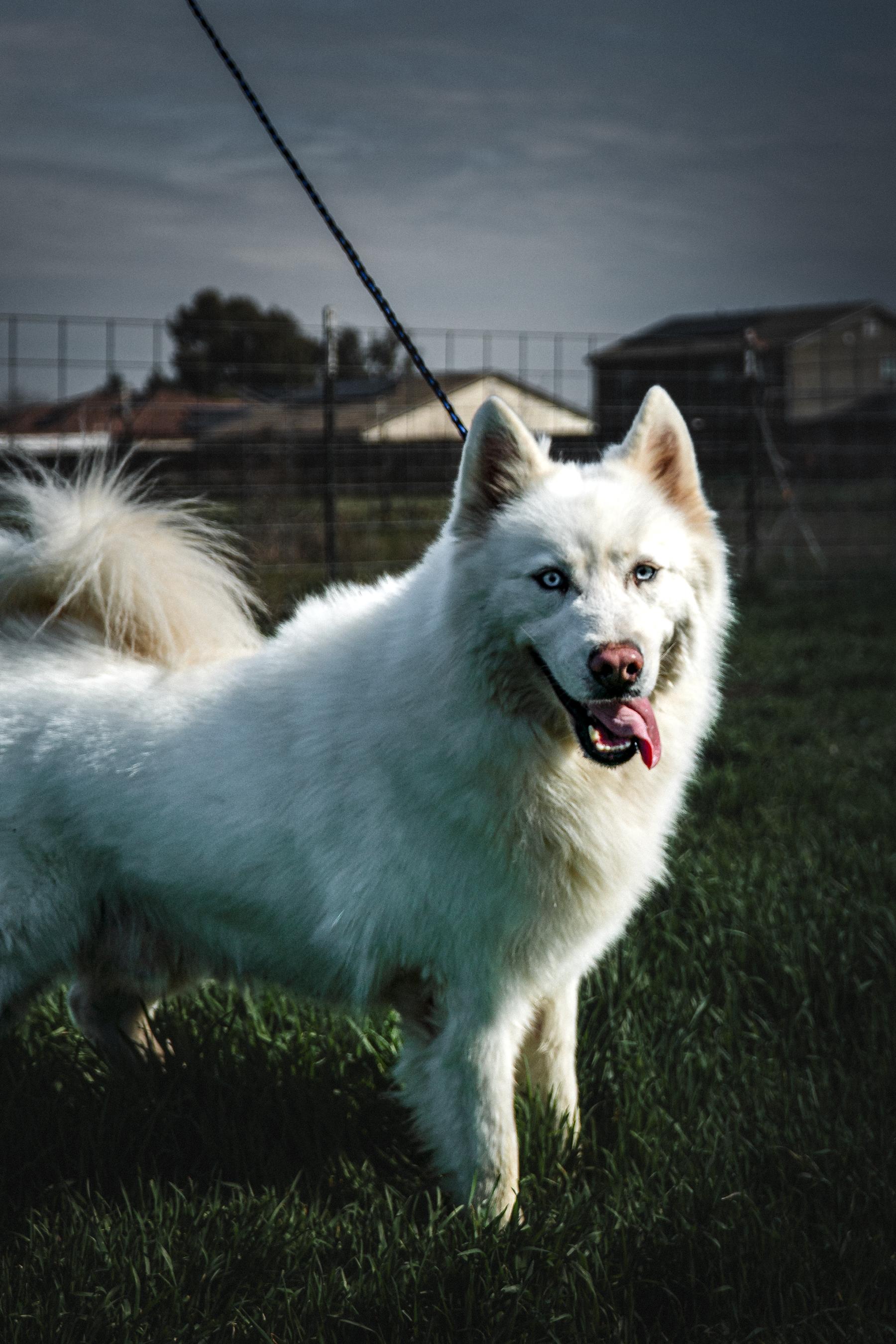 Enlarge Ryder, a Adopted Husky in Monterey, CA image 5/6