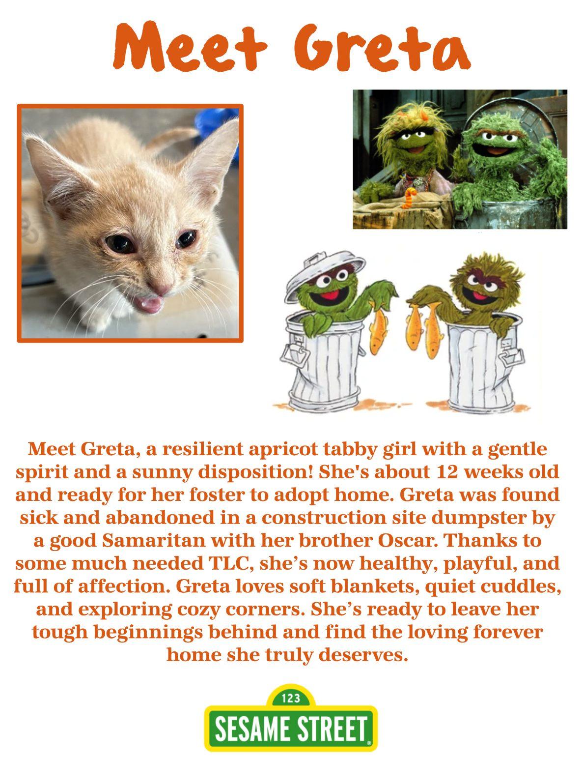 Greta, Baby Female Domestic Medium Hair