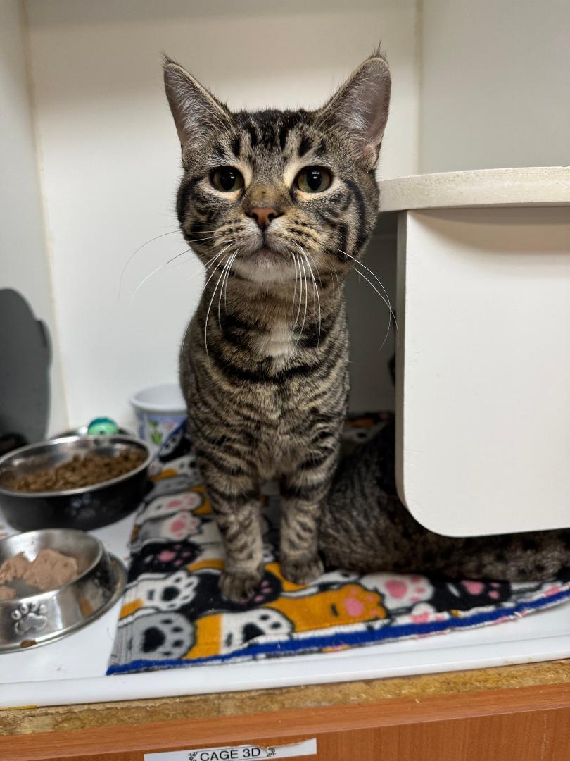 Mango, ADOPTABLE, Young Female Domestic Short Hair.