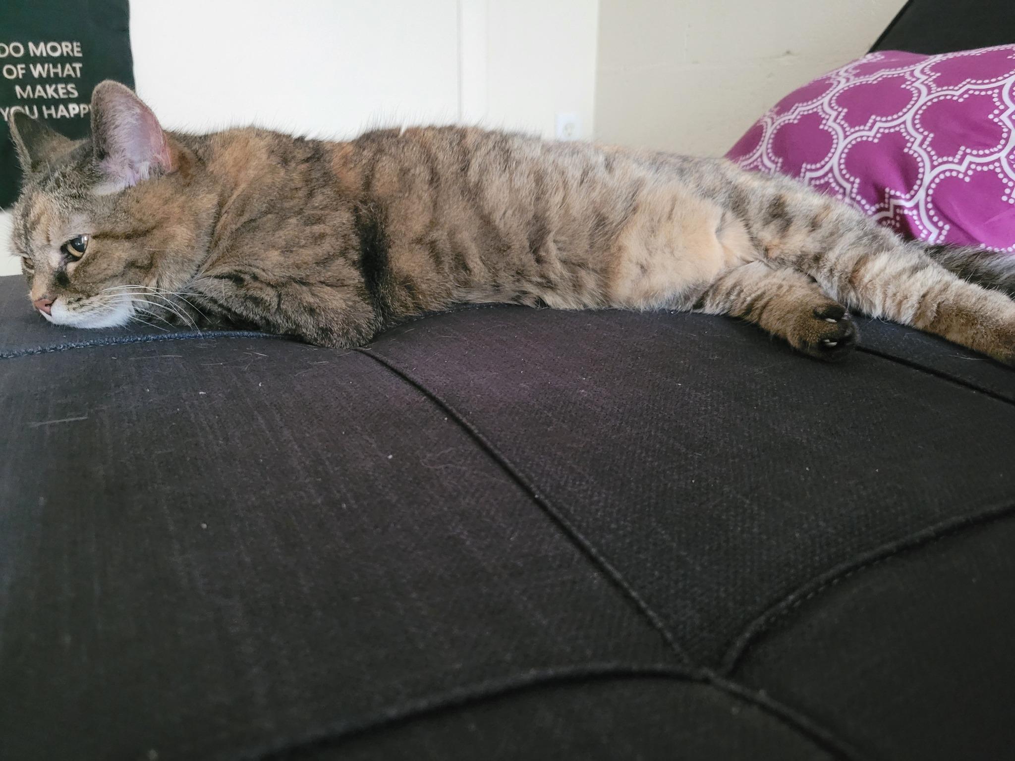 Enlarge Dottie (In Foster), a Adoptable Domestic Short Hair in Renfrew, PA image 2/6