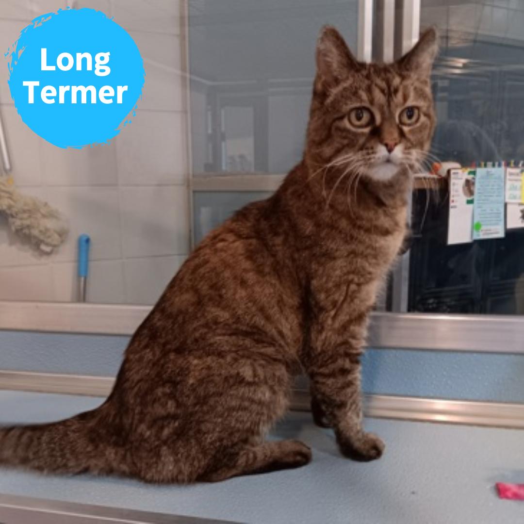 Dottie (In Foster), Adoptable, Senior Female Domestic Short Hair.