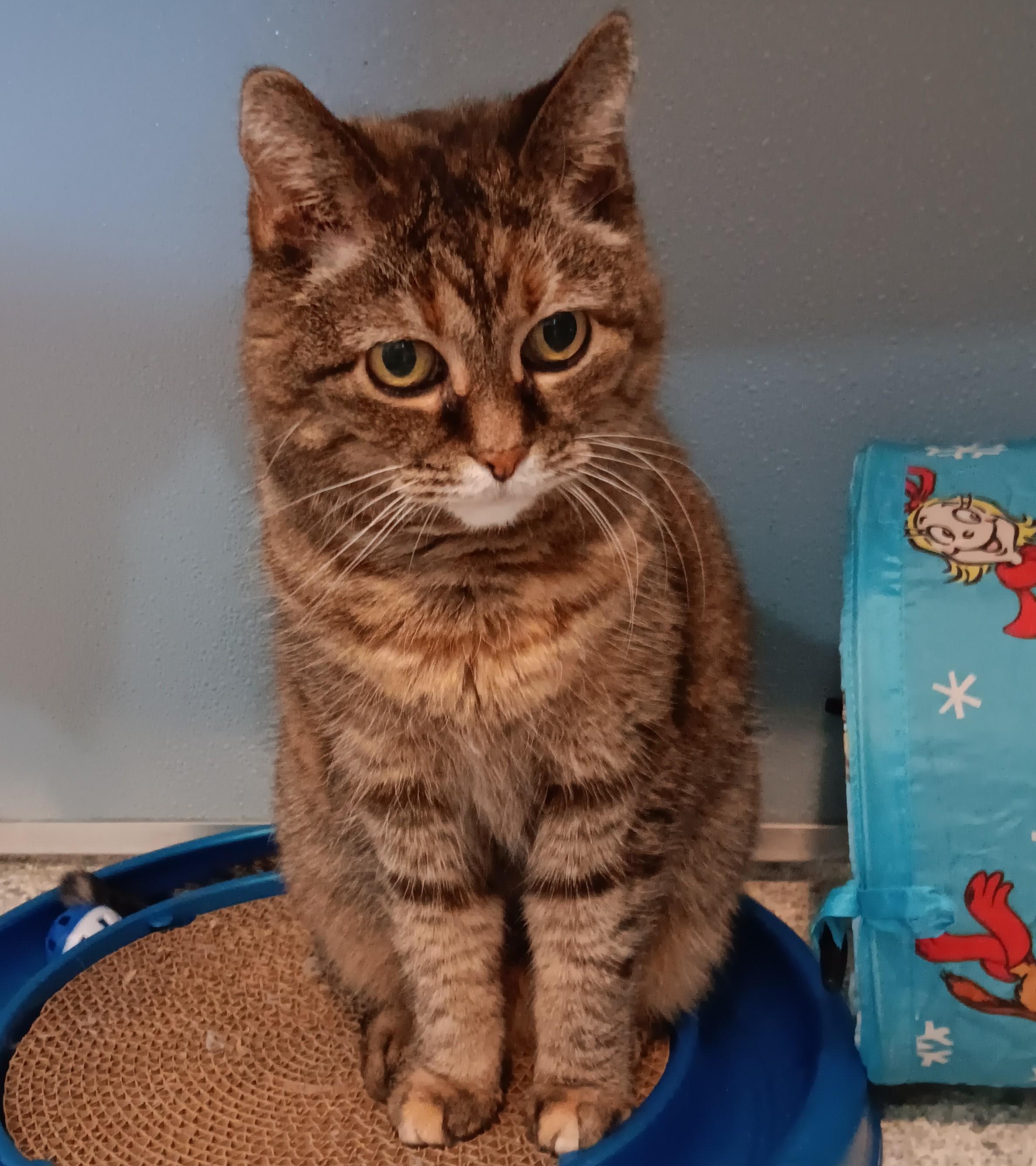 Enlarge Dottie (In Foster), a Adoptable Domestic Short Hair in Renfrew, PA image 3/6