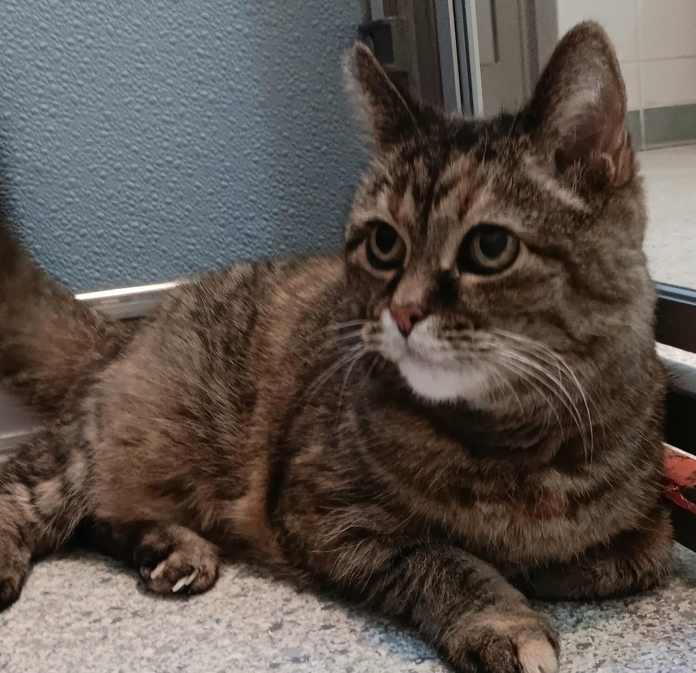 Enlarge Dottie (In Foster), a Adoptable Domestic Short Hair in Renfrew, PA image 4/6