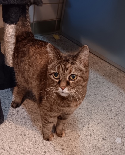 Enlarge Dottie (In Foster), a Adoptable Domestic Short Hair in Renfrew, PA image 6/6