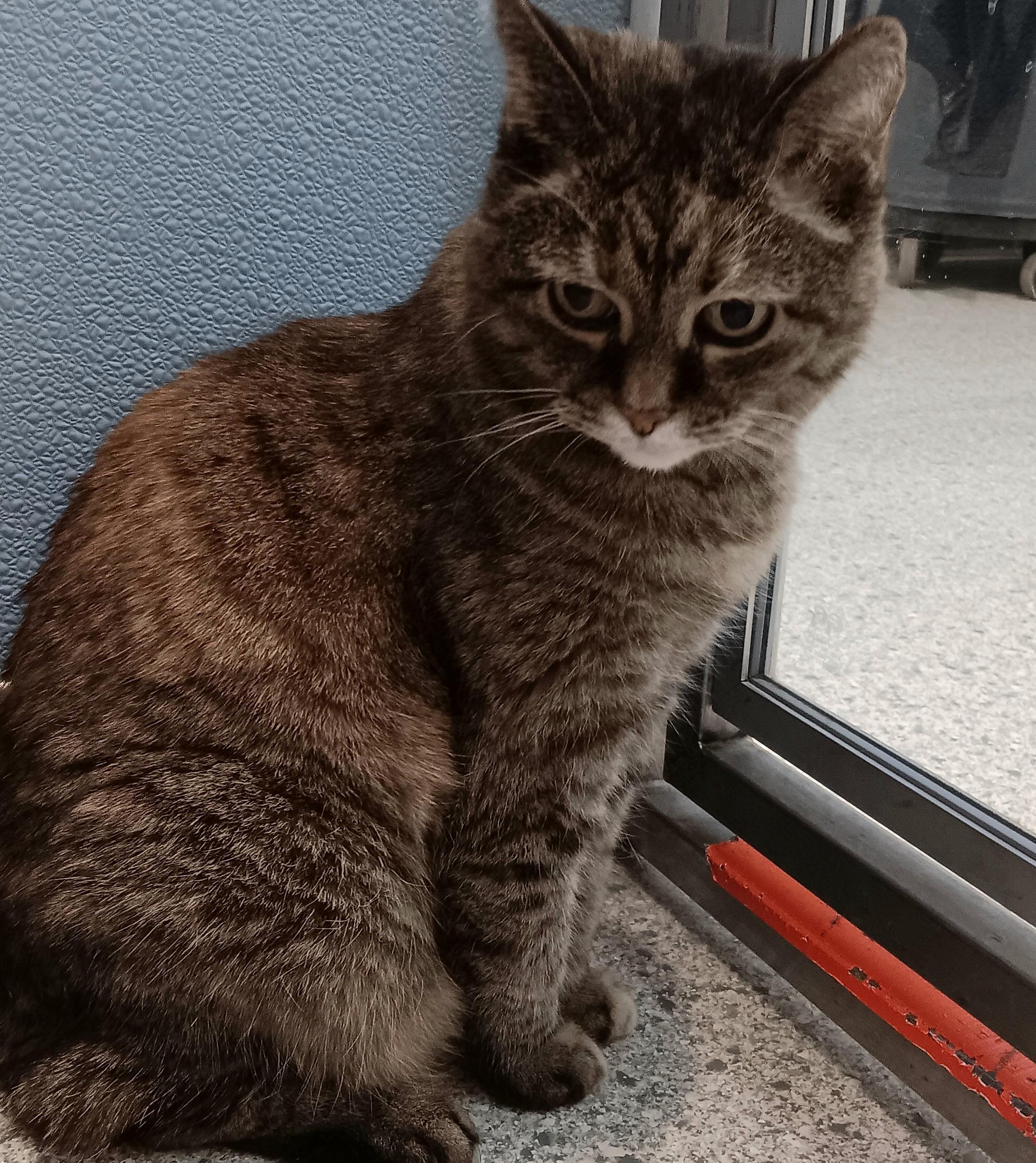 Enlarge Dottie (In Foster), a Adoptable Domestic Short Hair in Renfrew, PA image 5/6