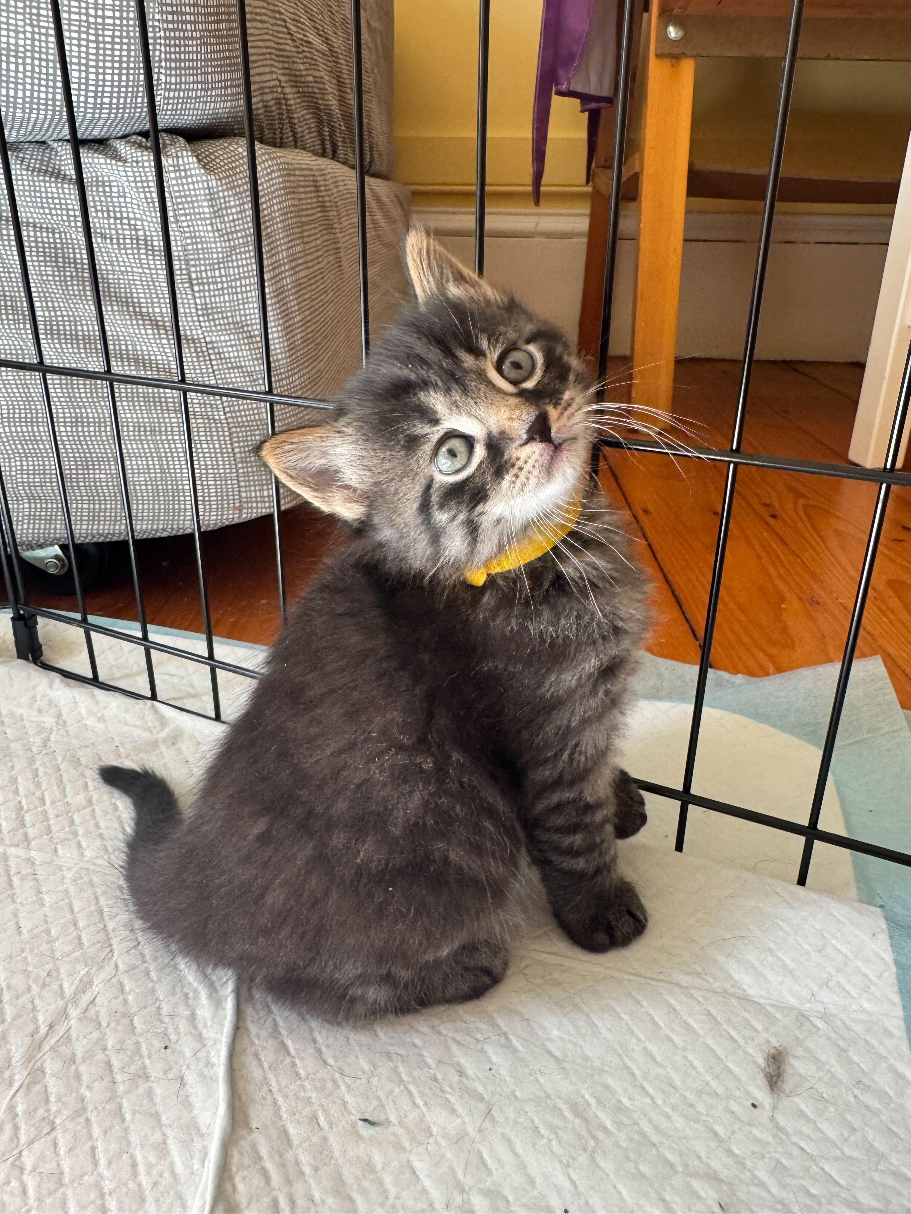 Cosette and bakery kittens, a Adoptable Domestic Short Hair in Waltham, MA image 5/6
