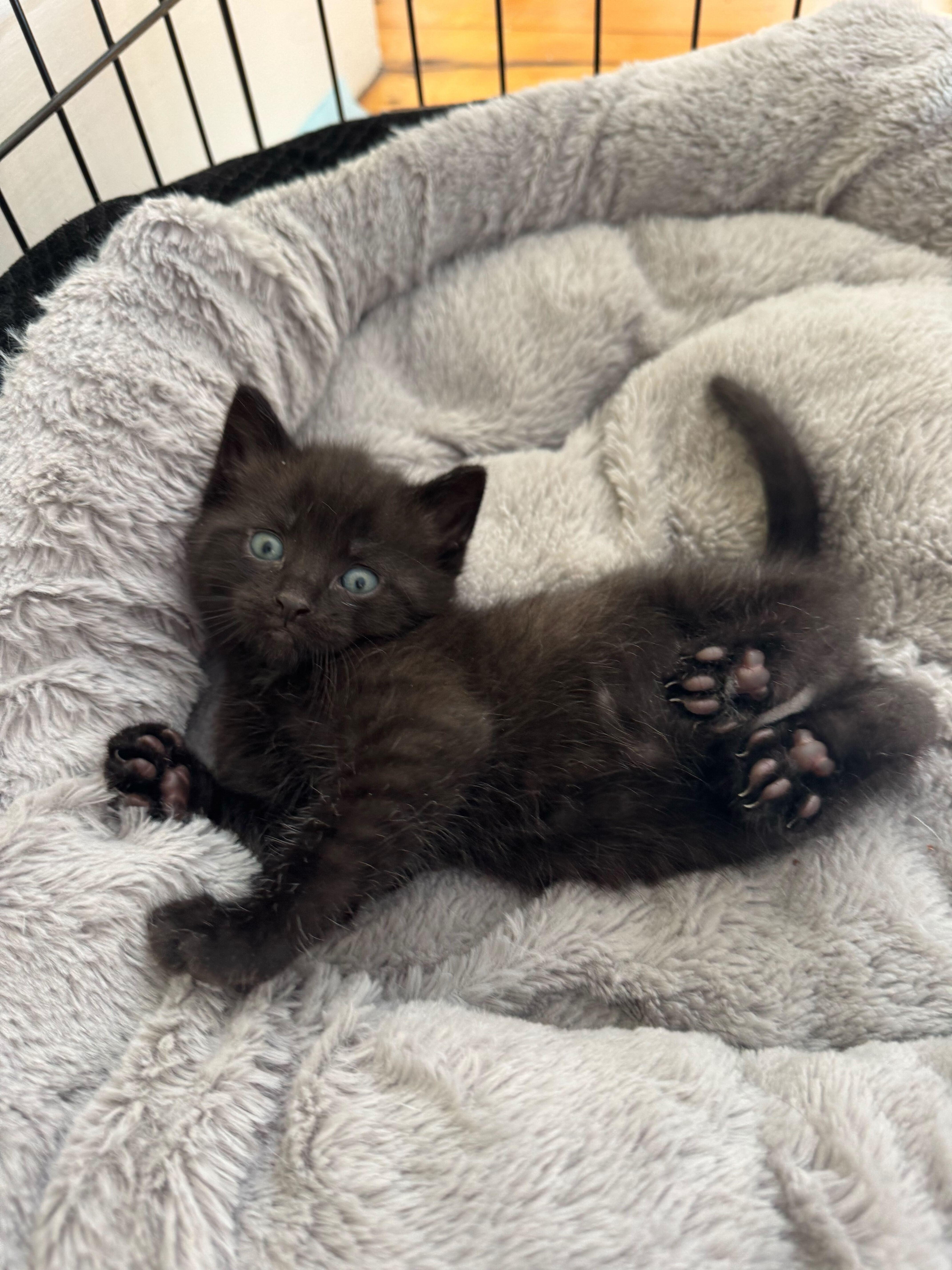 Cosette and bakery kittens, a Adoptable Domestic Short Hair in Waltham, MA image 6/6