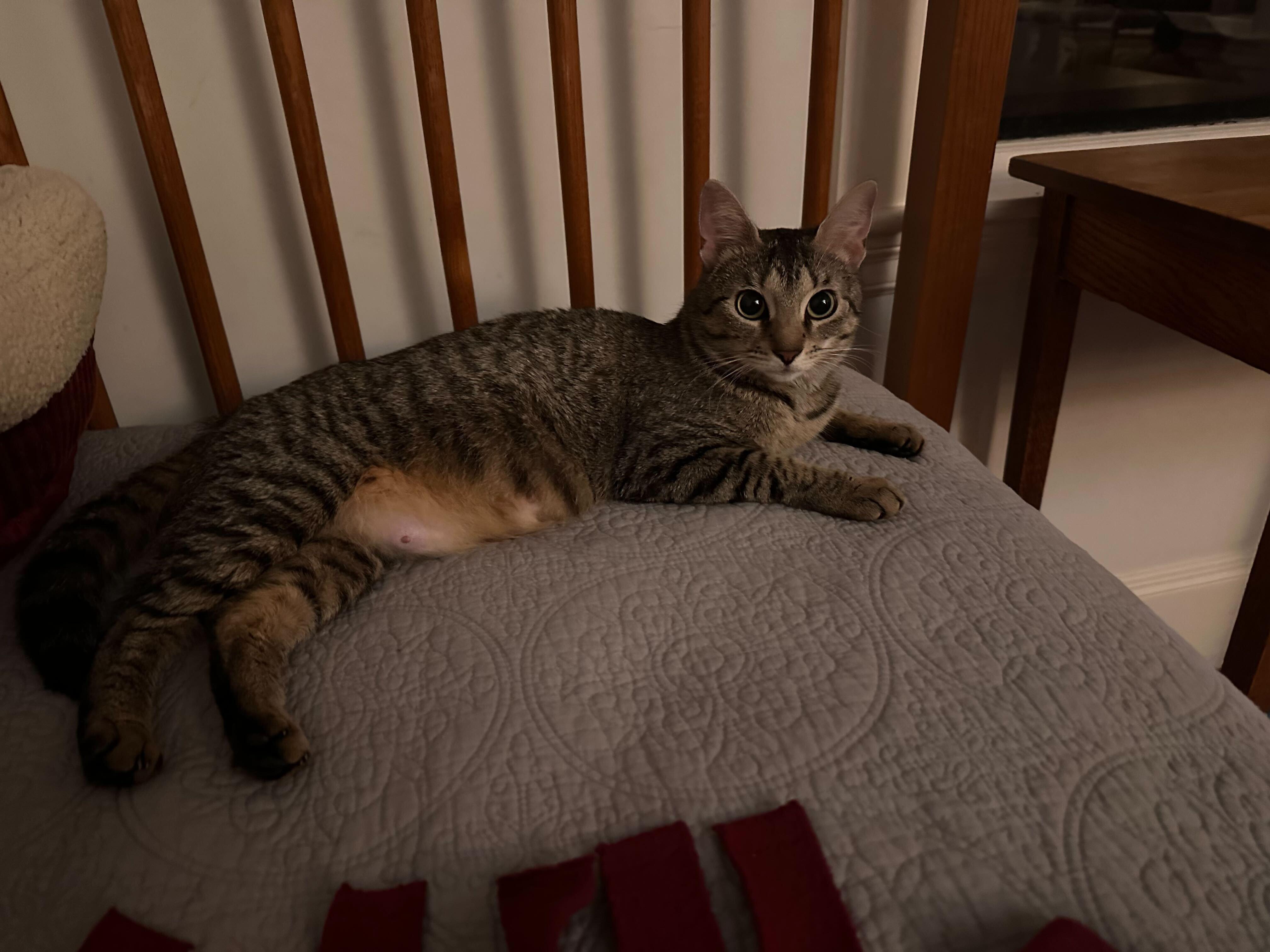 Cosette and bakery kittens, a Adoptable Domestic Short Hair in Waltham, MA image 1/6