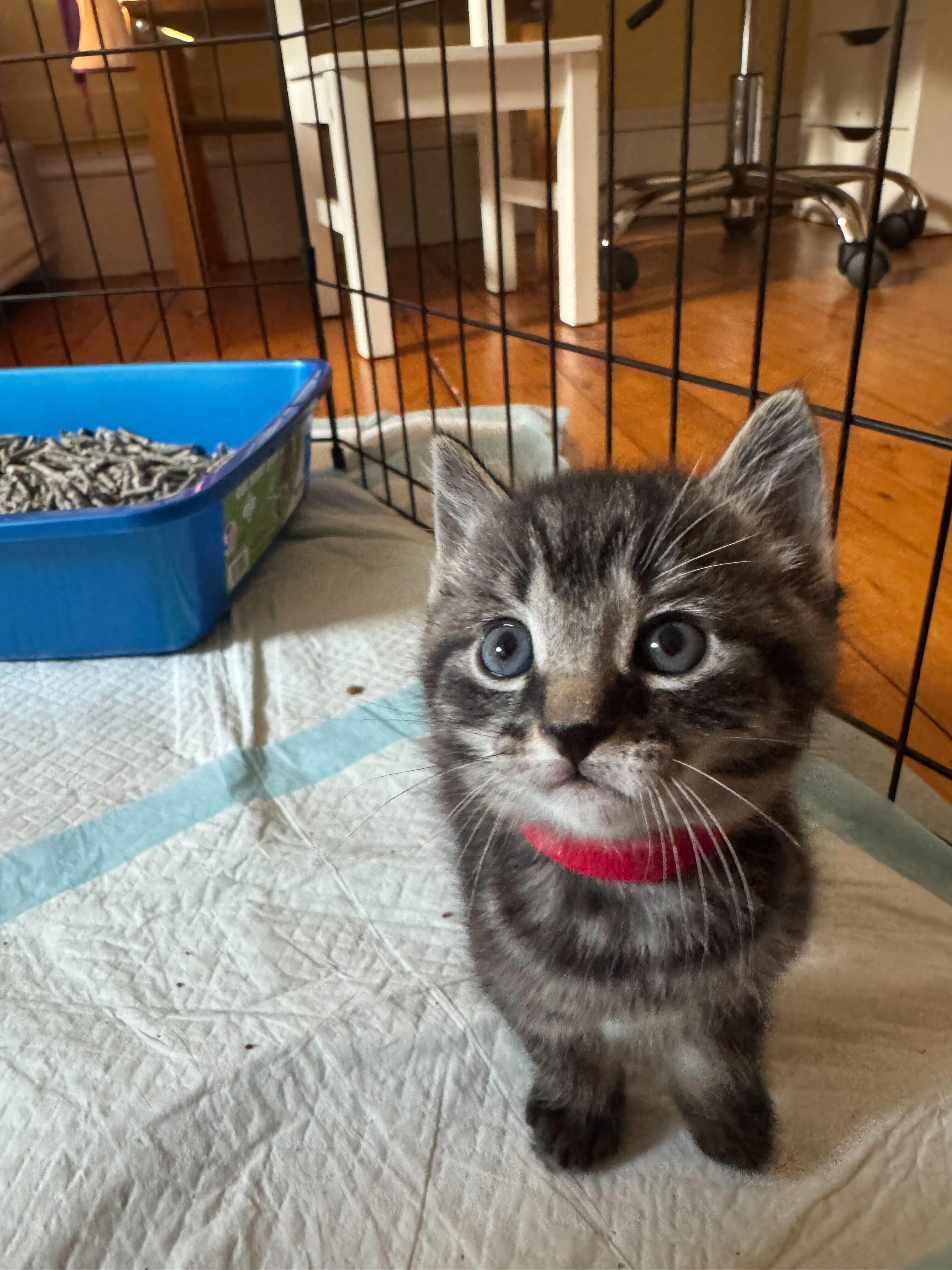 Cosette and bakery kittens, a Adoptable Domestic Short Hair in Waltham, MA image 3/6