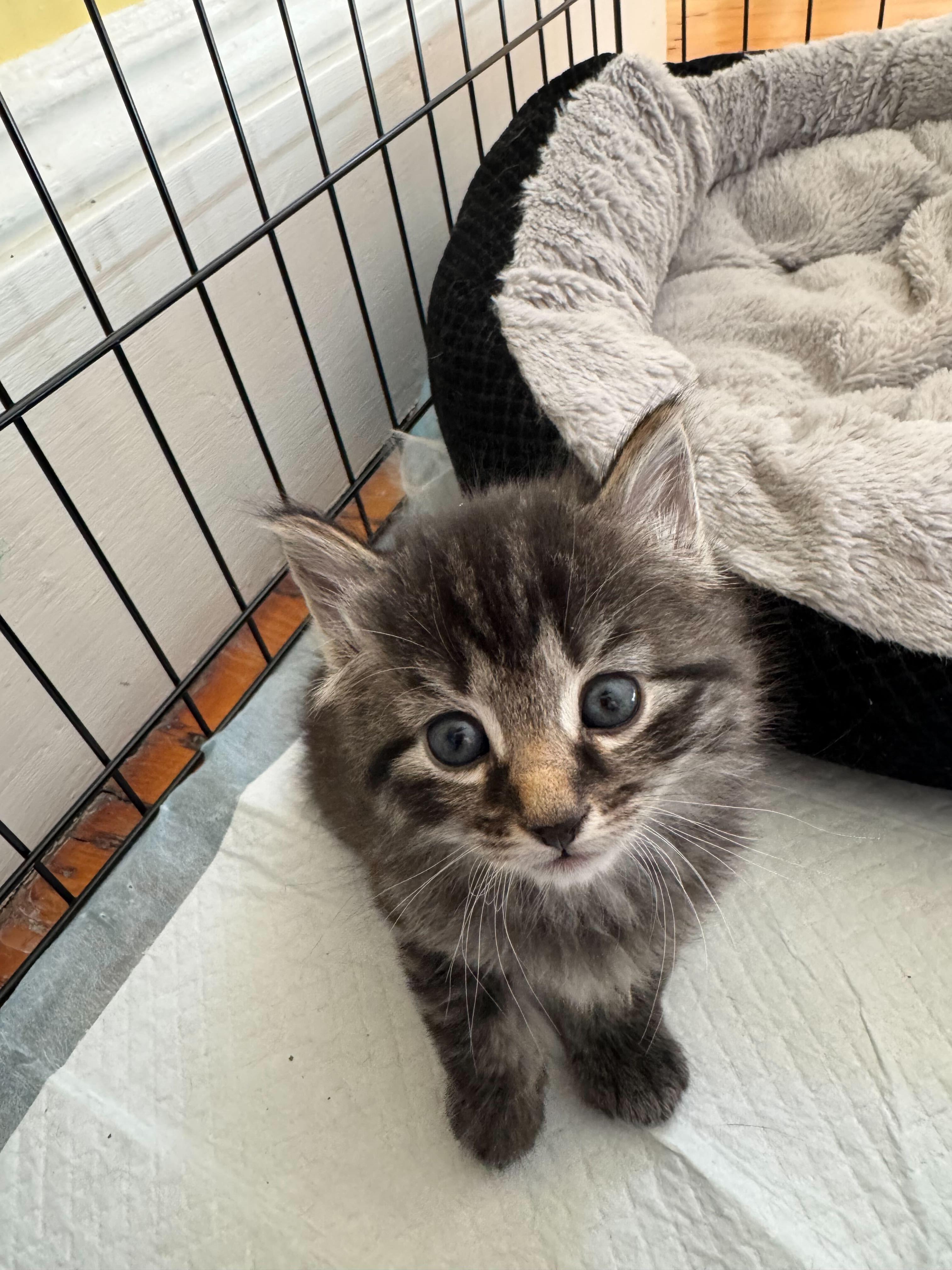 Cosette and bakery kittens, a Adoptable Domestic Short Hair in Waltham, MA image 2/6
