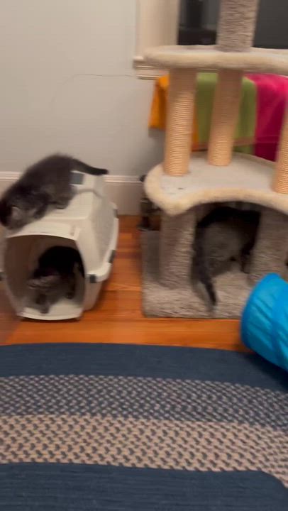 Enlarge Cosette and bakery kittens, a Adoptable Domestic Short Hair in Waltham, MA video 4/6