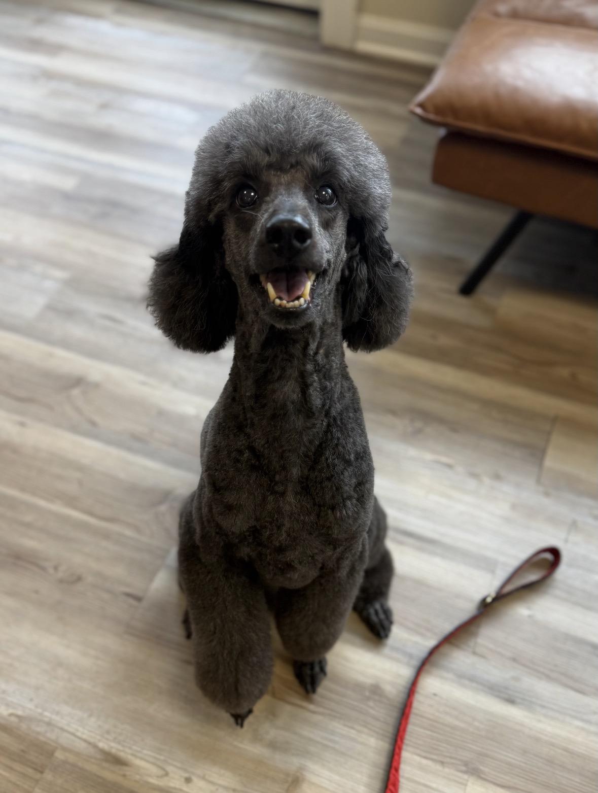 Bessie-Courtesy Posting!, adopted, Senior Female Poodle.