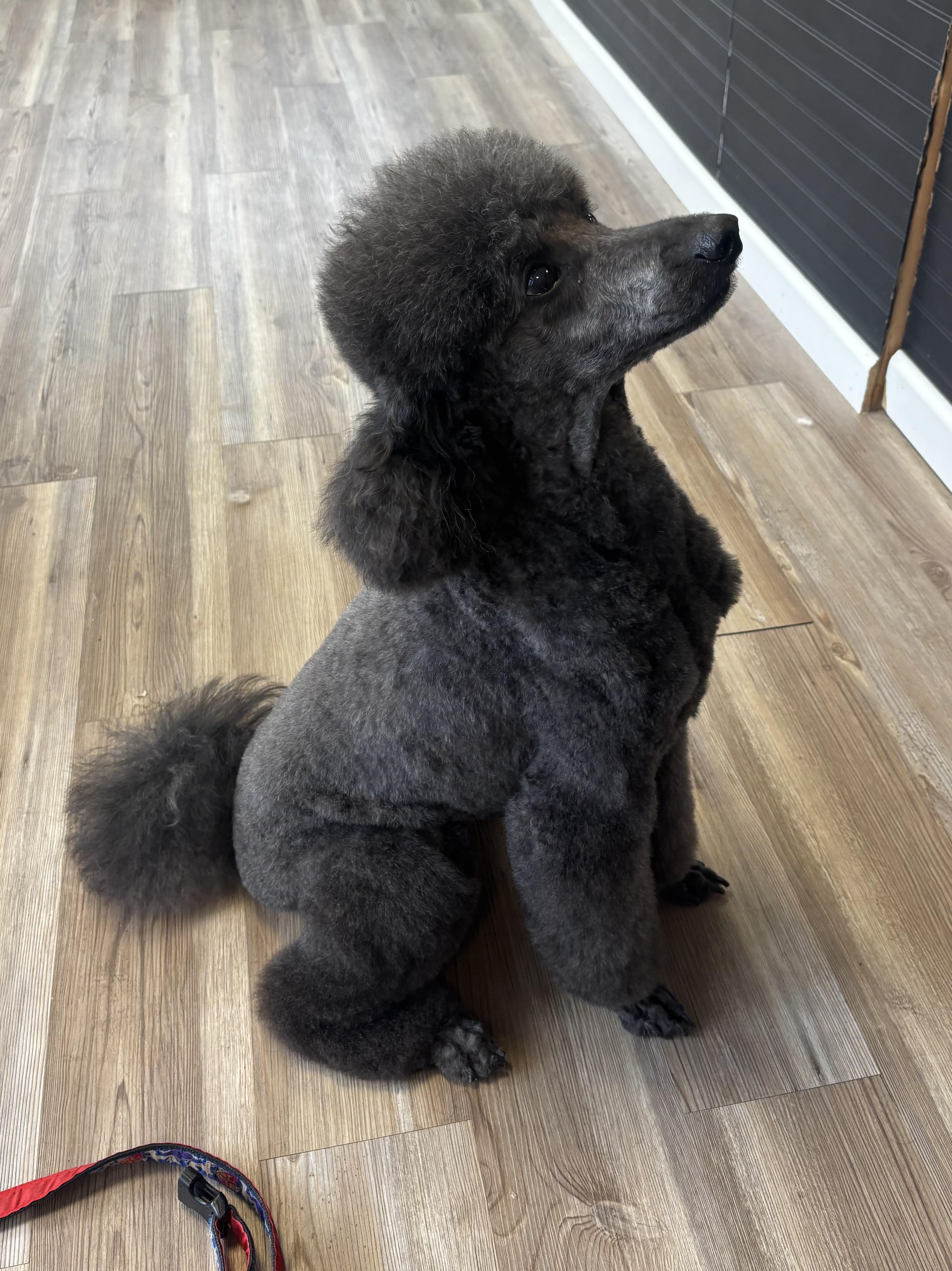 Enlarge Bessie-Courtesy Posting!, an adopted Poodle in Somerville, MA image 2/2