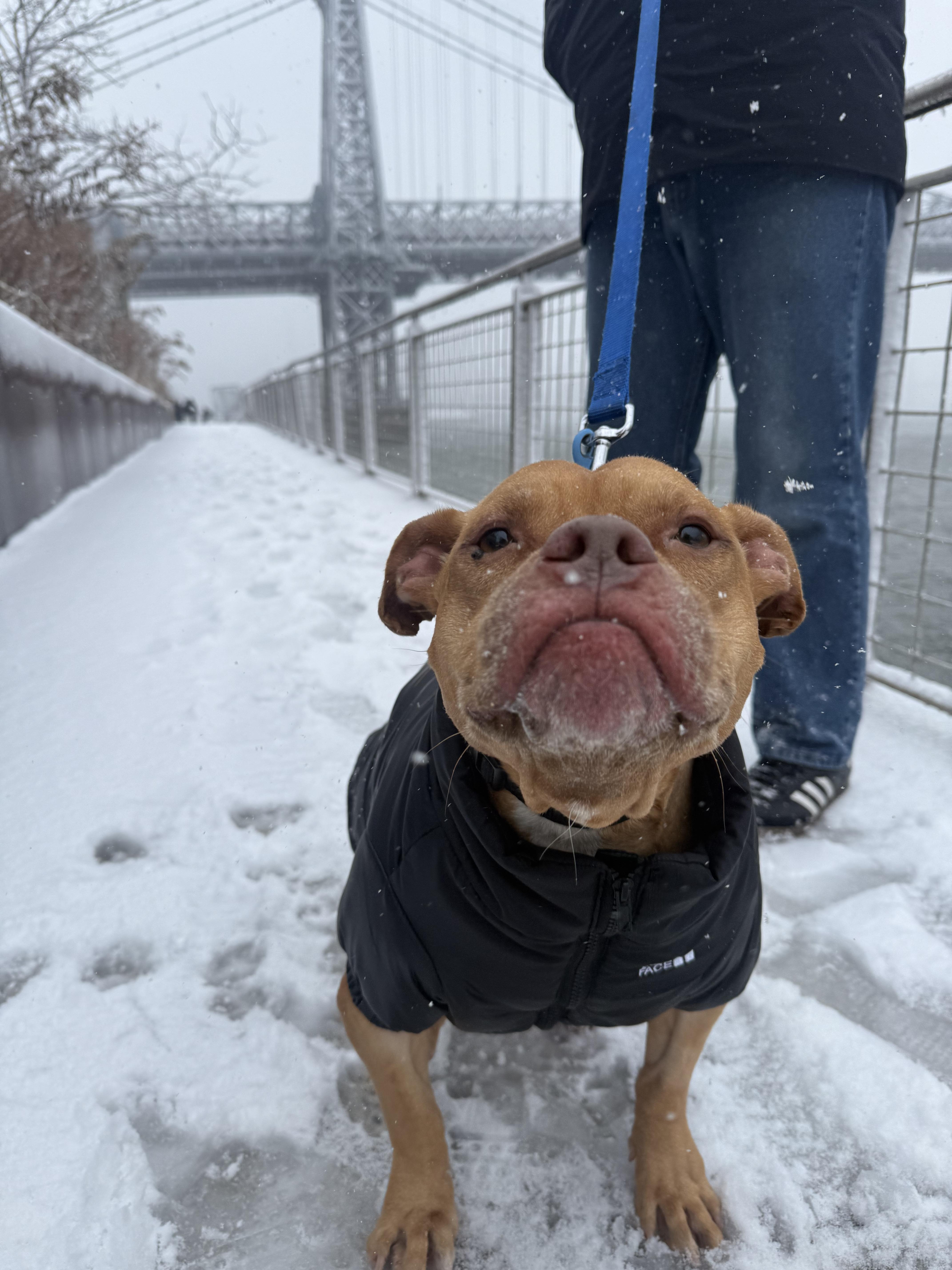 Champ, a ADOPTABLE Mixed Breed in Plainview, NY image 3/4