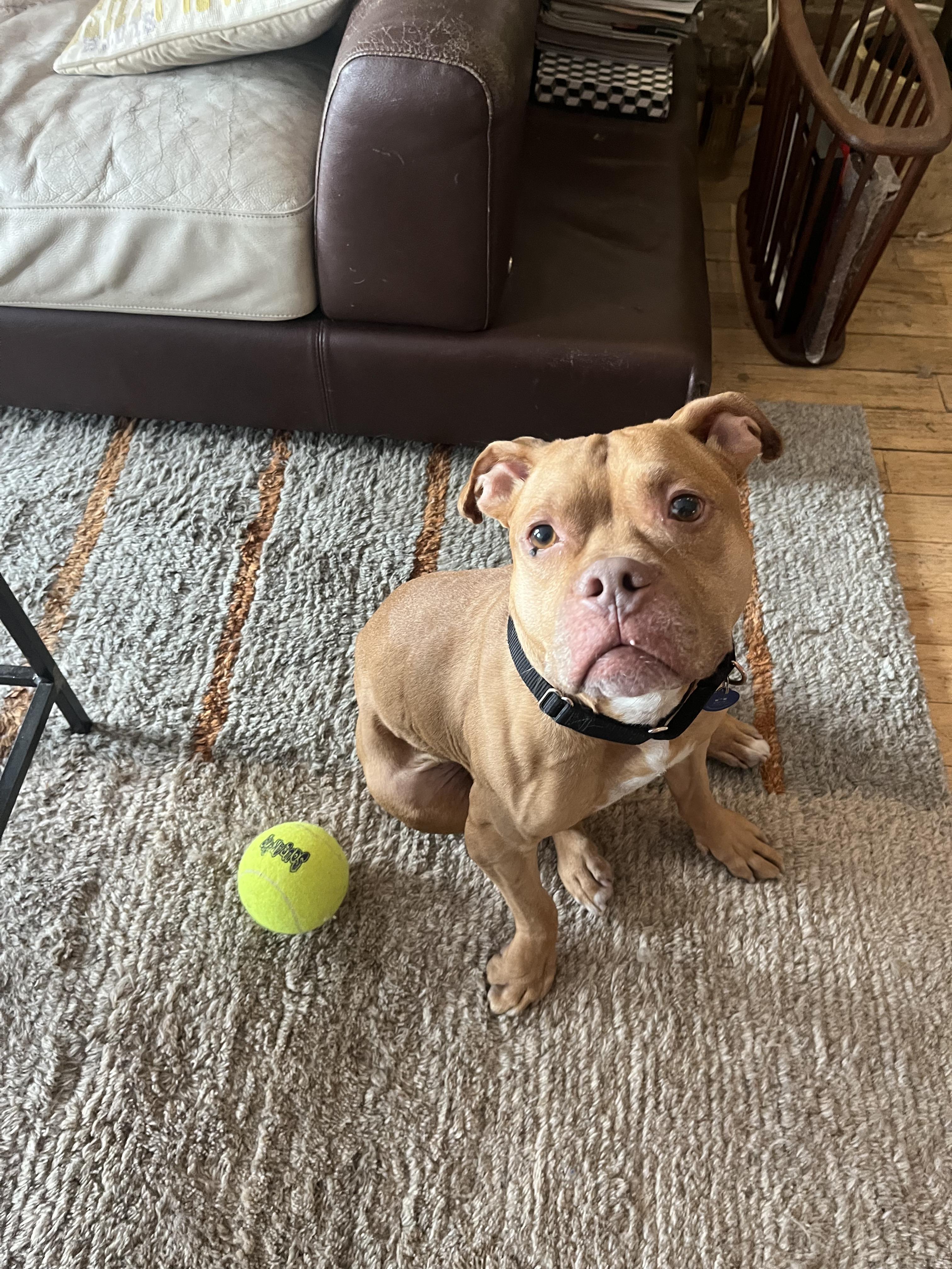 Champ, a ADOPTABLE Mixed Breed in Plainview, NY image 2/4