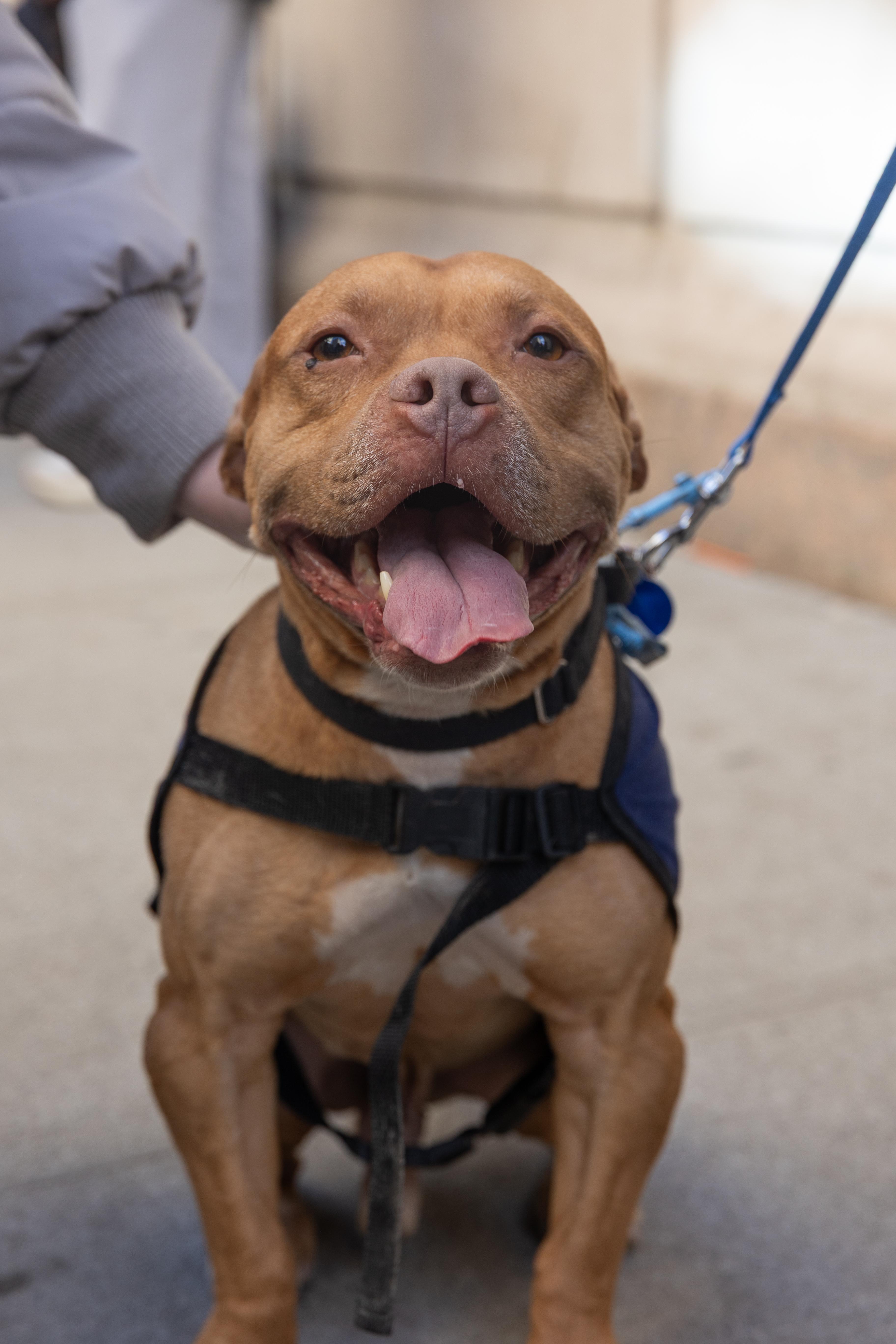 Champ, a ADOPTABLE Mixed Breed in Plainview, NY image 4/4