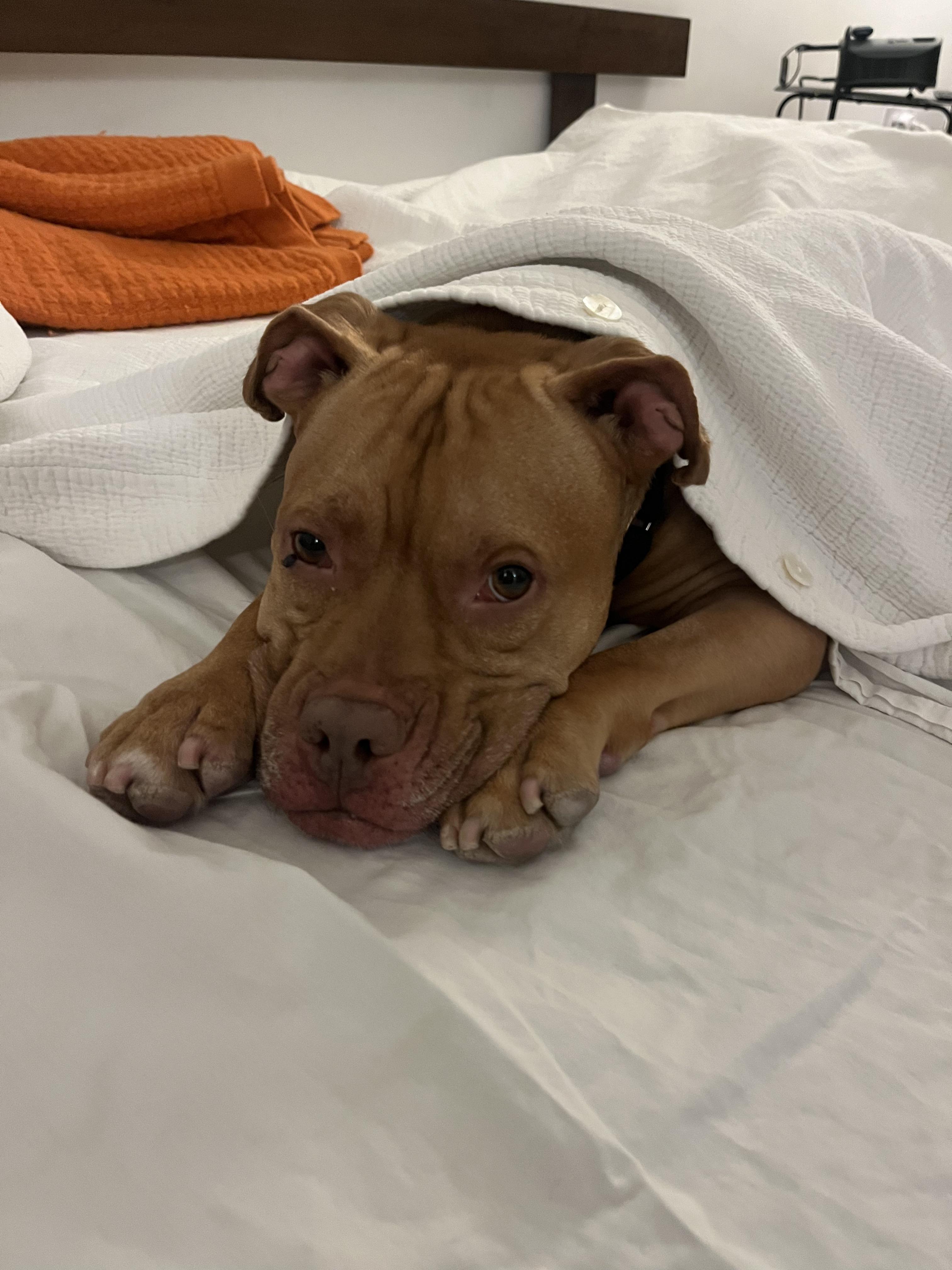 Champ, a ADOPTABLE Mixed Breed in Plainview, NY image 1/4